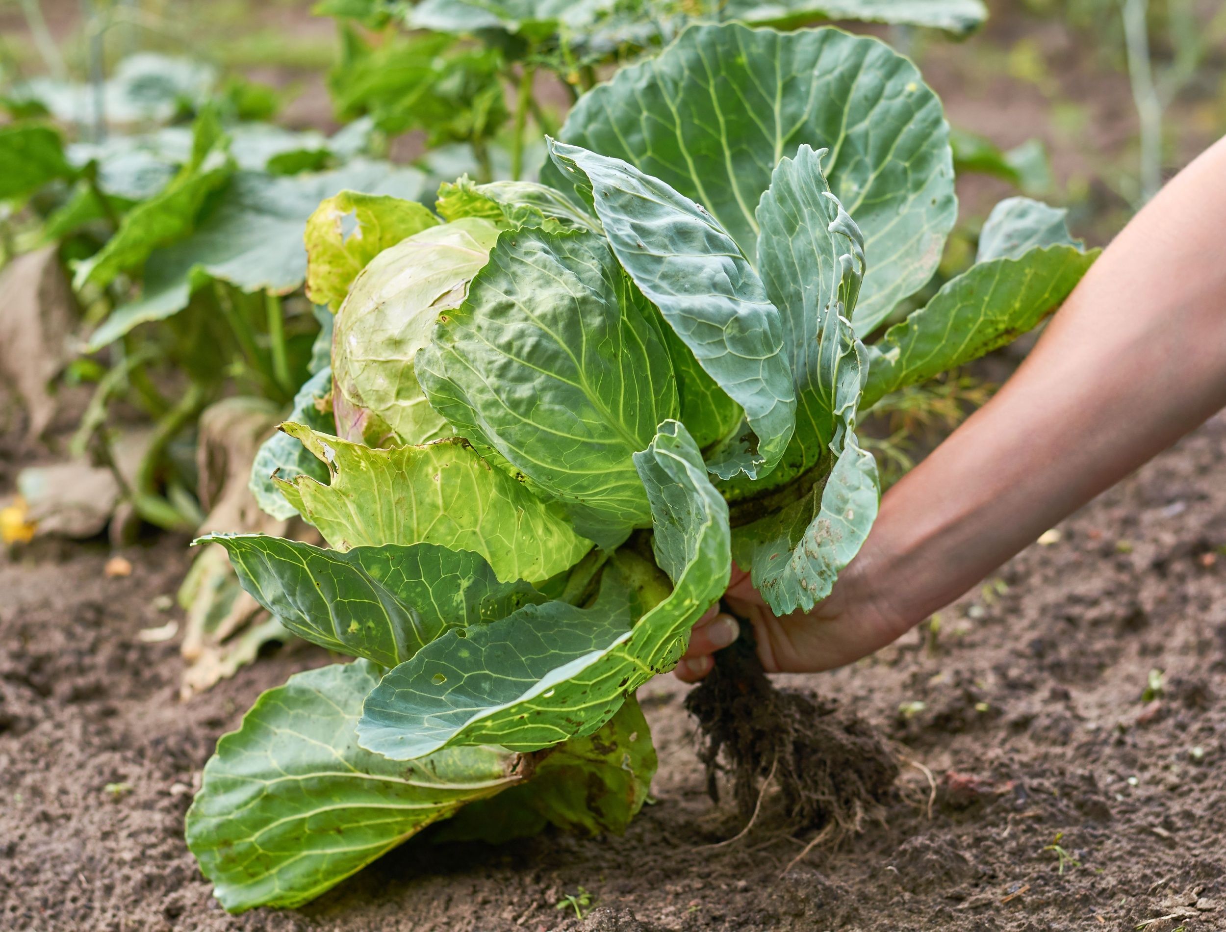 Picking Cabbage Produce Pete: Making Cabbage For St. Patrick's Day