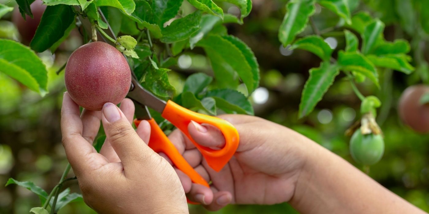 When To Harvest Passionfruit