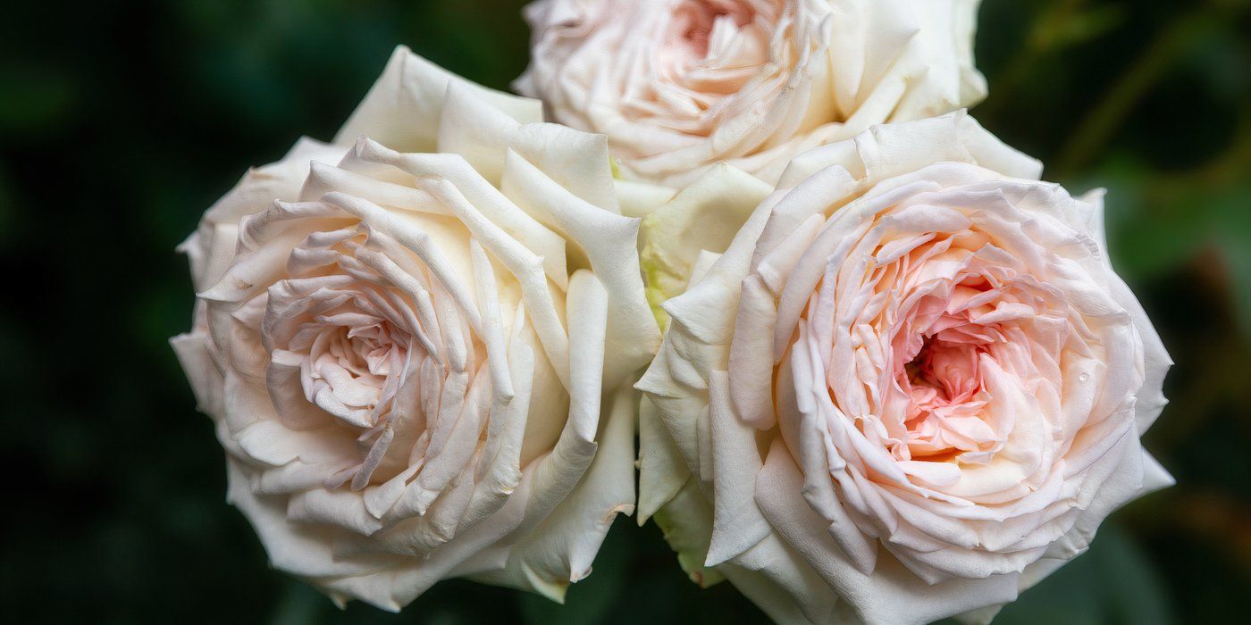 Transform Dried Flowers into Elegant Fall Potpourri Recipes