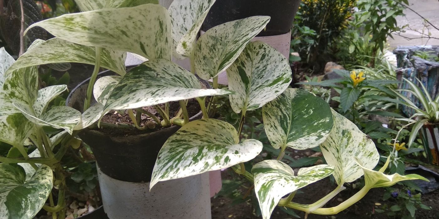 7 Gorgeous Plants with Striking Variegated Foliage