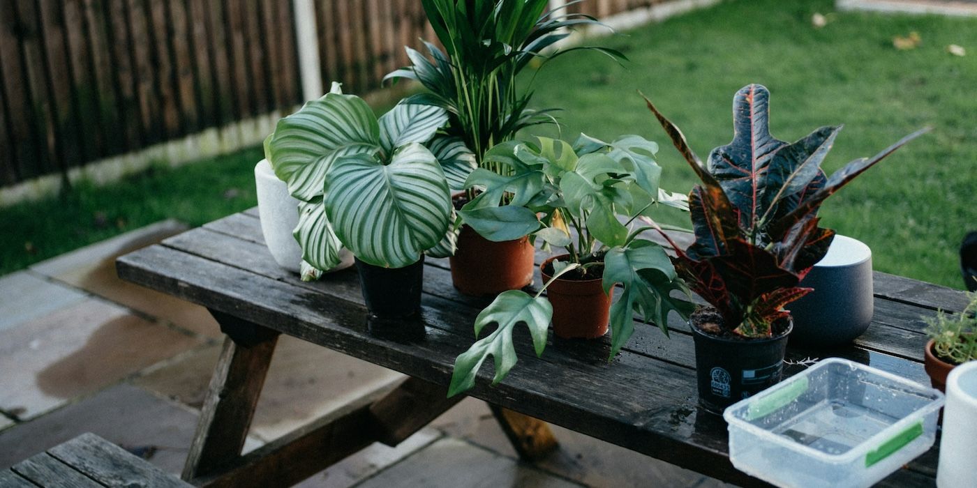 Transforming Old Furniture into Unique Plant Displays