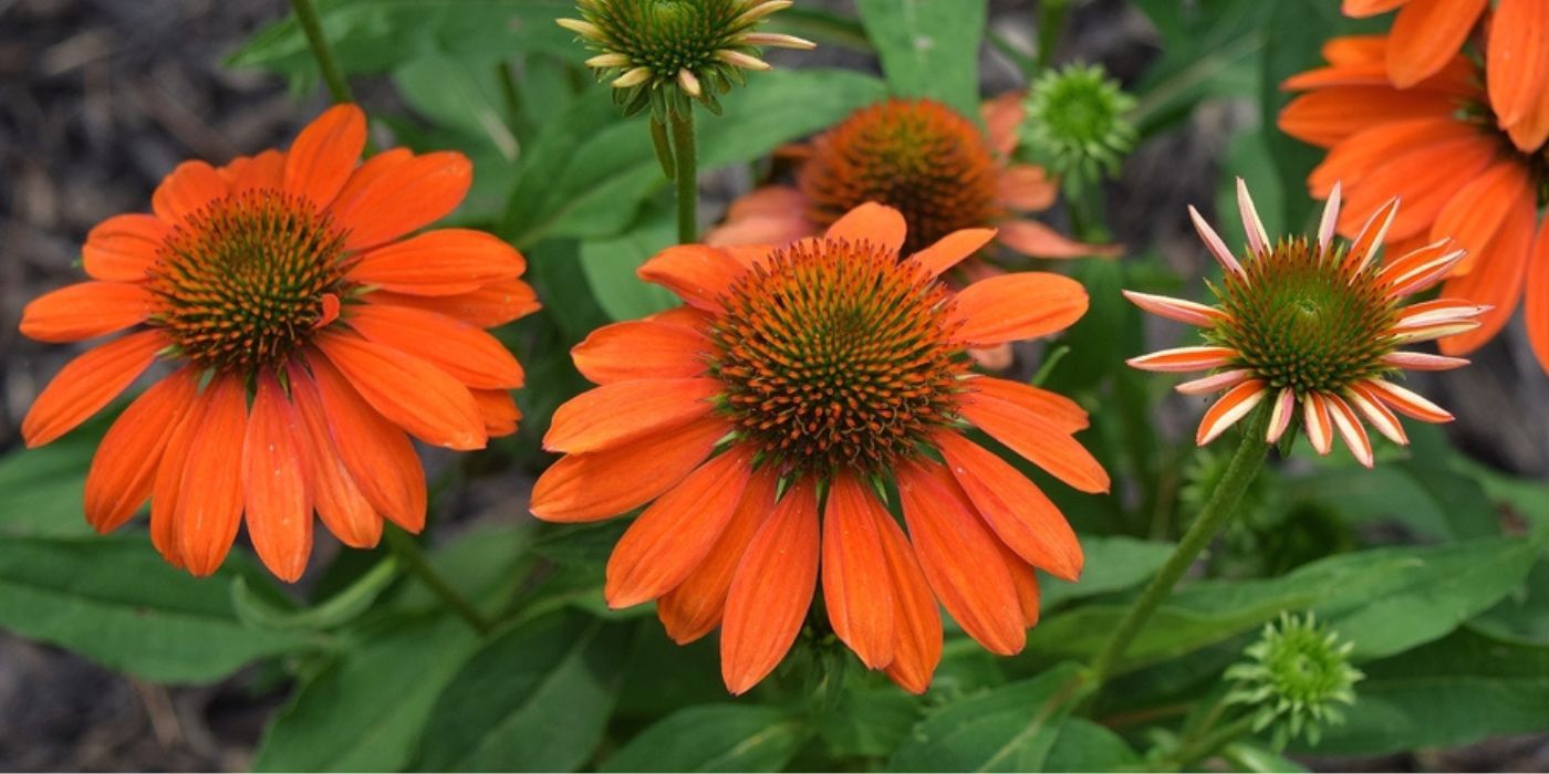 5 Orange Flowers That Will Brighten Up Your Backyard Garden