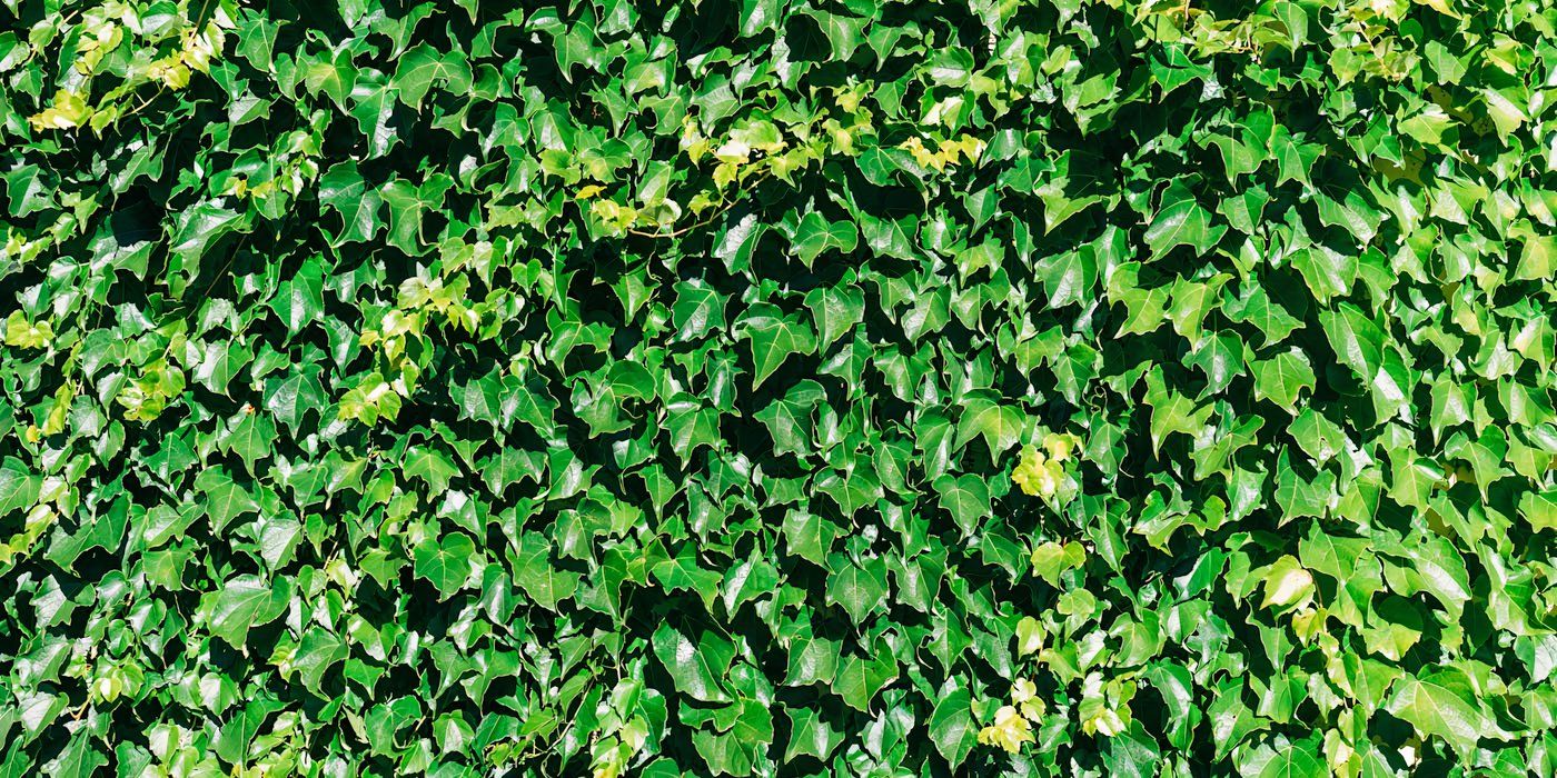 How to Remove Invasive Vines From Your Home and Garden