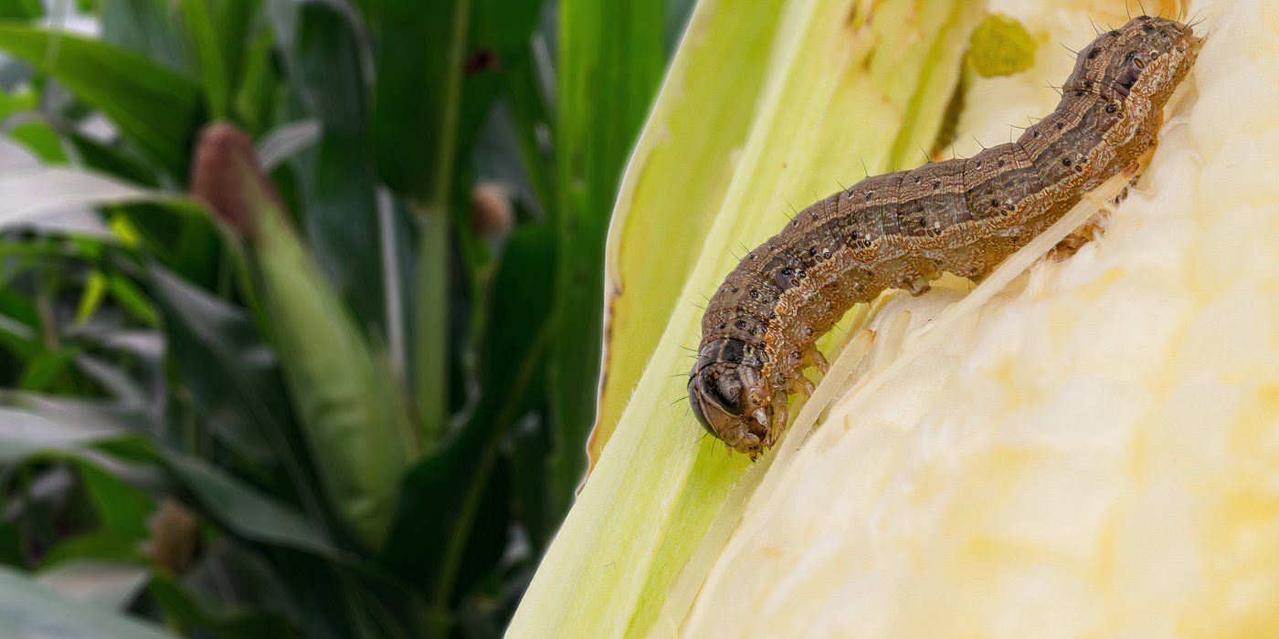 Get Rid of 5 Key Insects in Fall With Different Techniques