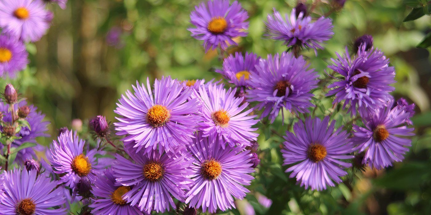 Unique Flowers And Their Meanings at Wayne Wood blog