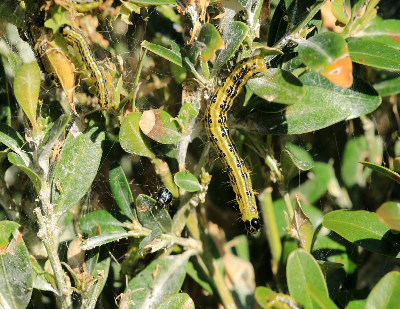 How to Protect Your Garden from the Invasive Box Tree Moth