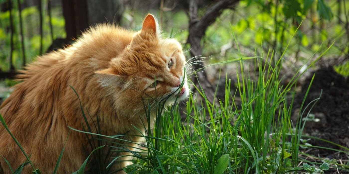 Crafting the Ultimate Cat Friendly Garden A 5Step Guide