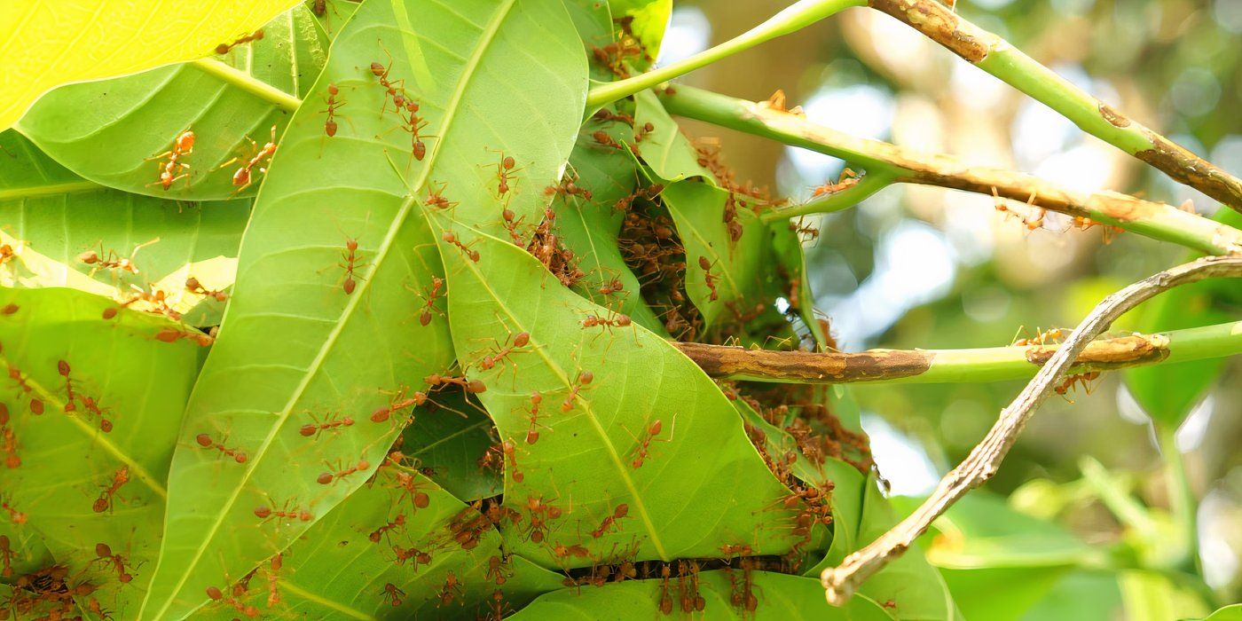 How to Identify and Handle Swarming Insects in Your Backyard