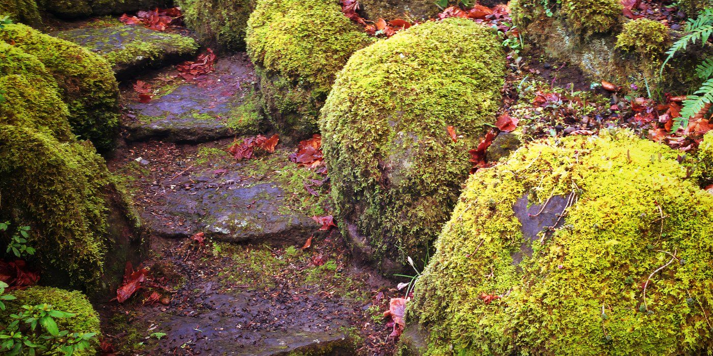 Backyard Ideas Create a Lush Moss Garden in Your Yard