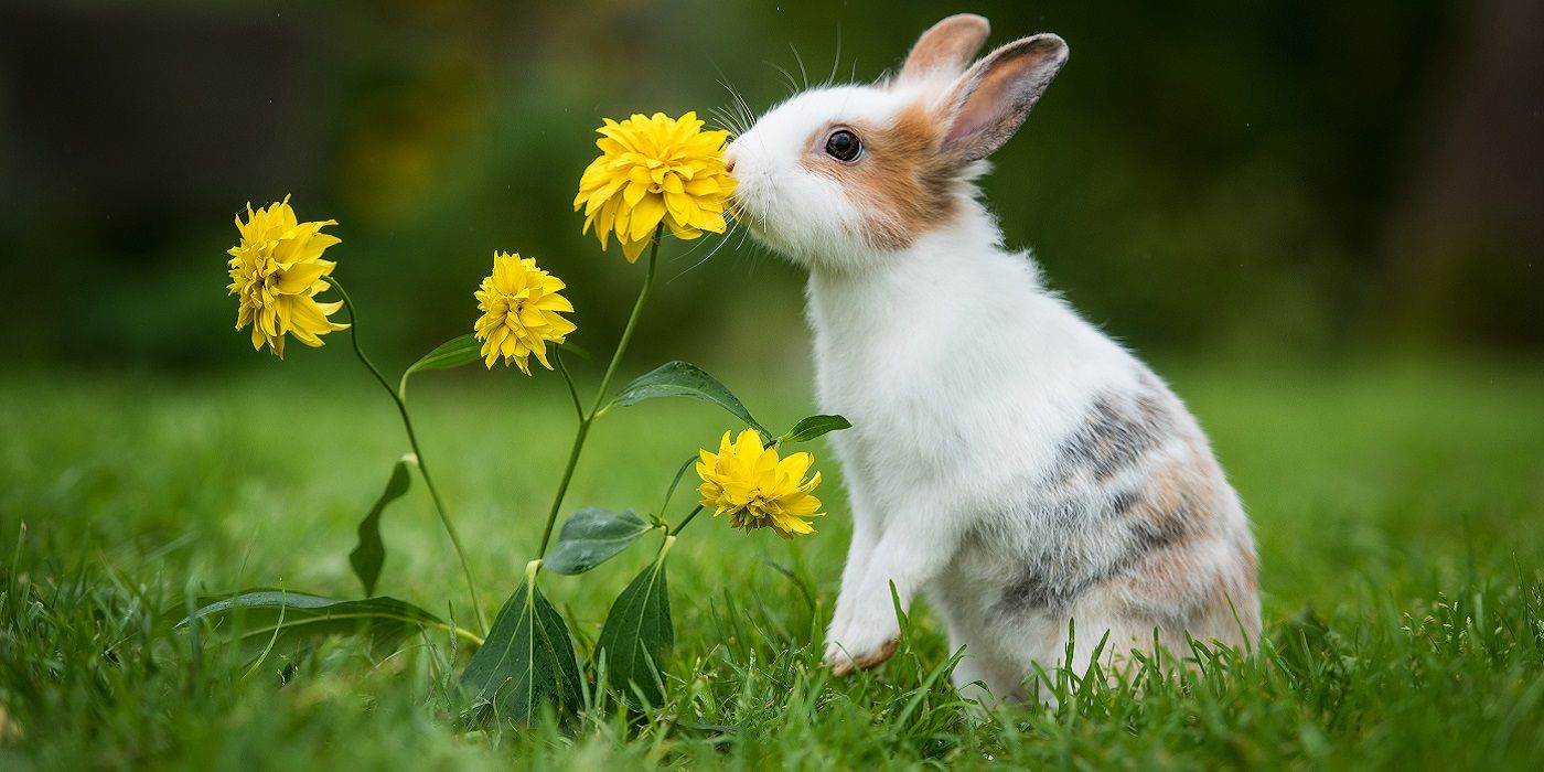 Essential Strategies to Keep Winter Rabbits at Bay