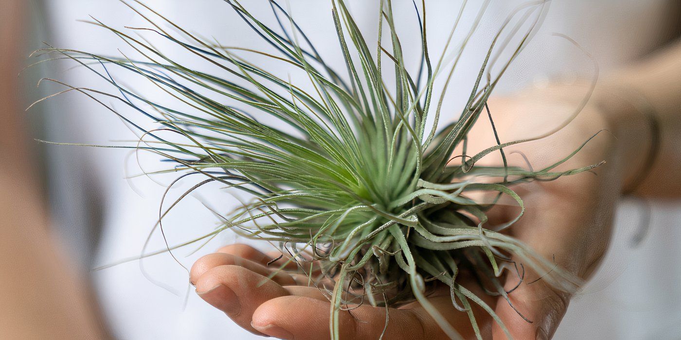 5 Easy Houseplants That Practically Care for Themselves