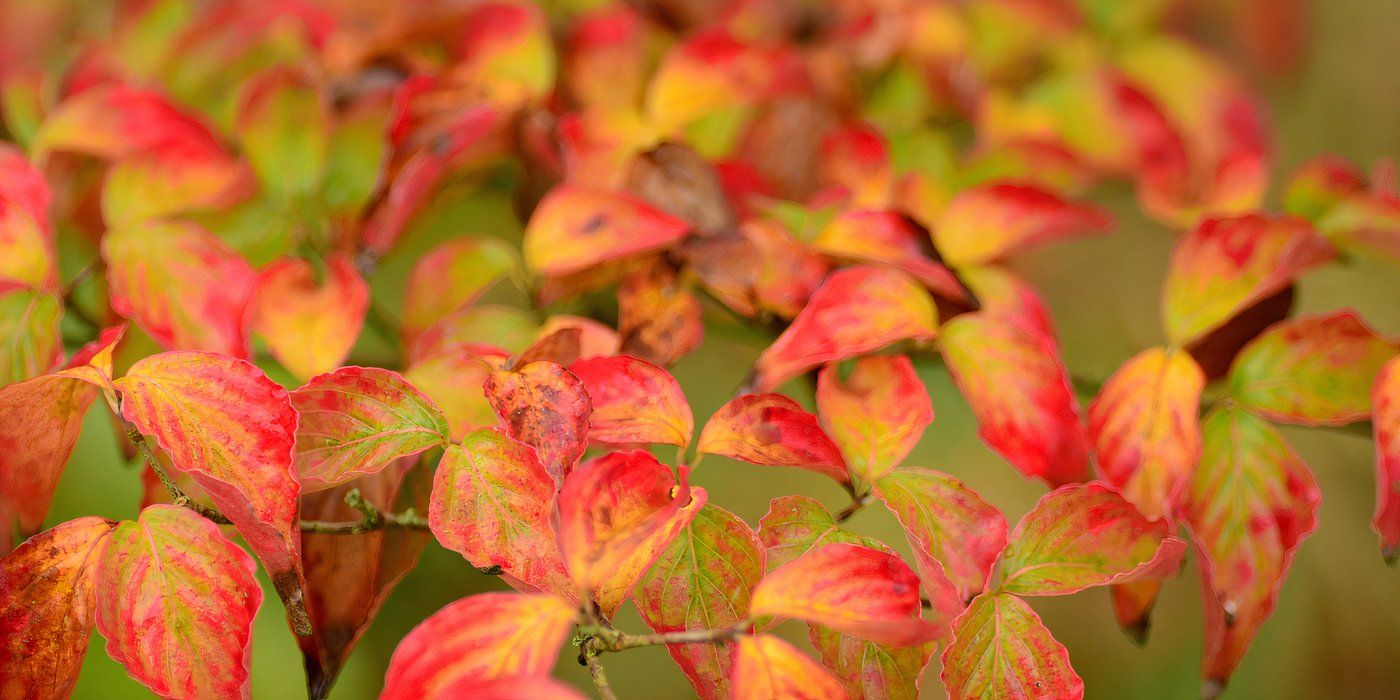 Vibrant Fall Hues: 6 Plants With the Brightest Seasonal Colors