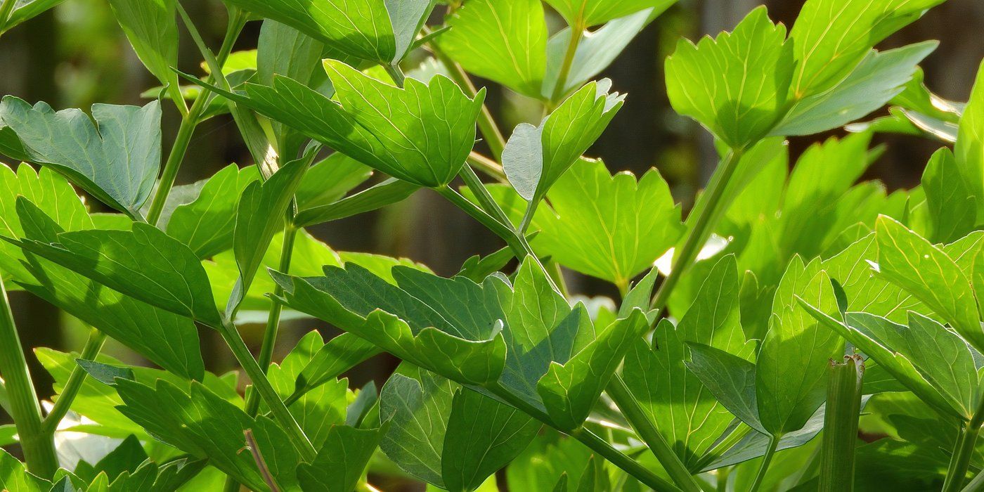 Grow These 5 Perennial Veggies in Cold Climates for a YearRound Harvest