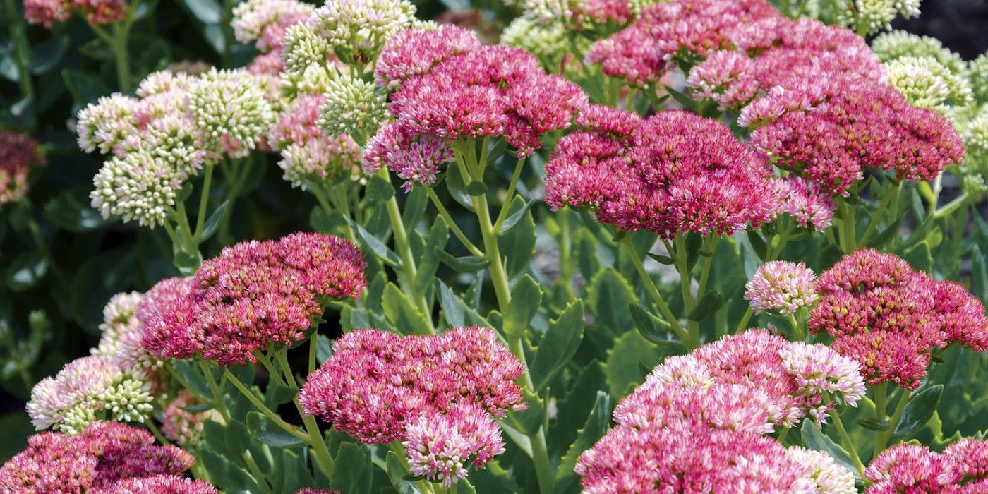 Pink Green Flowers for Fall Landscaping: Vibrant Colors to Transform Your Garden