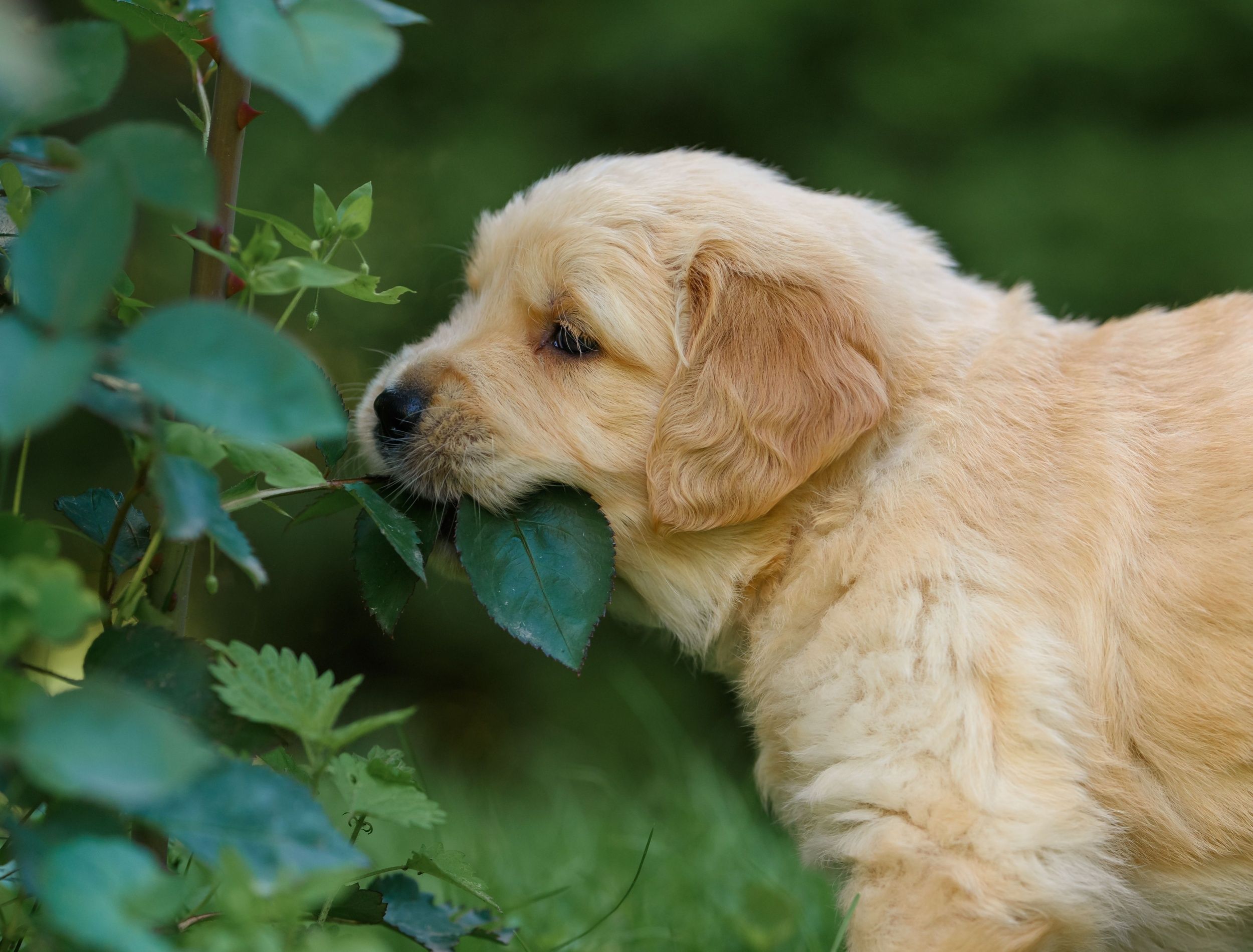 PetFriendly Gardens 5 Toxic Garden Plants to Replace Now