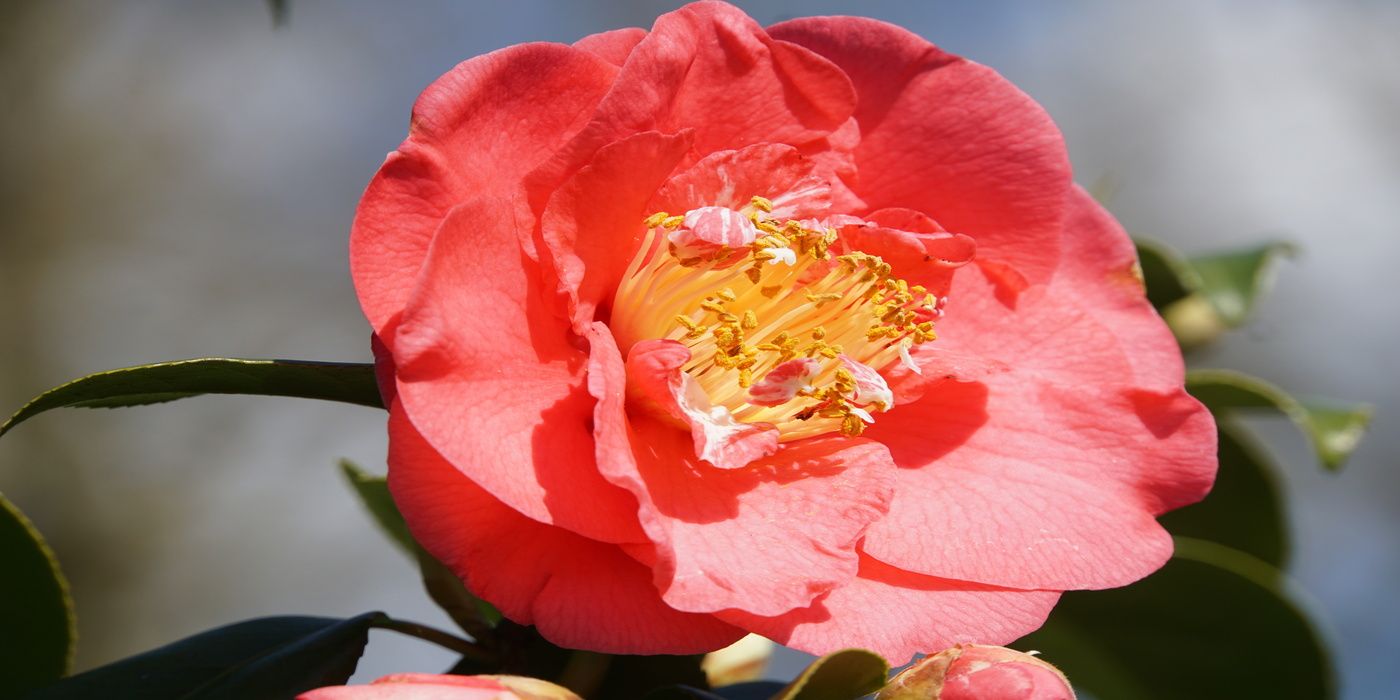 Transform Your Garden with the Rarest Flower on Earth