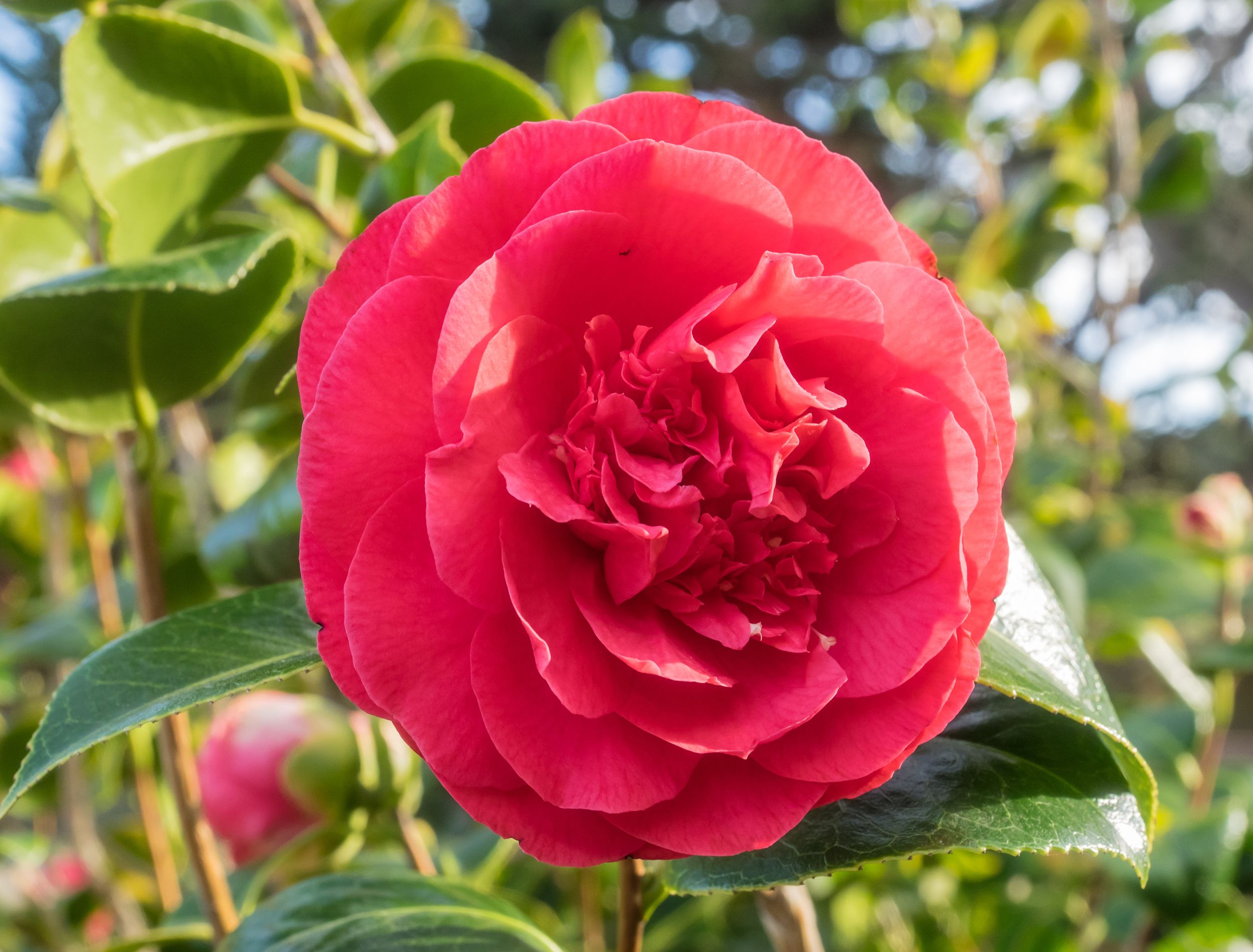 Transform Your Winter Landscape Cheerful Cold Weather Plants transform-your-winter-landscape-cheerful-cold-weather-plants
