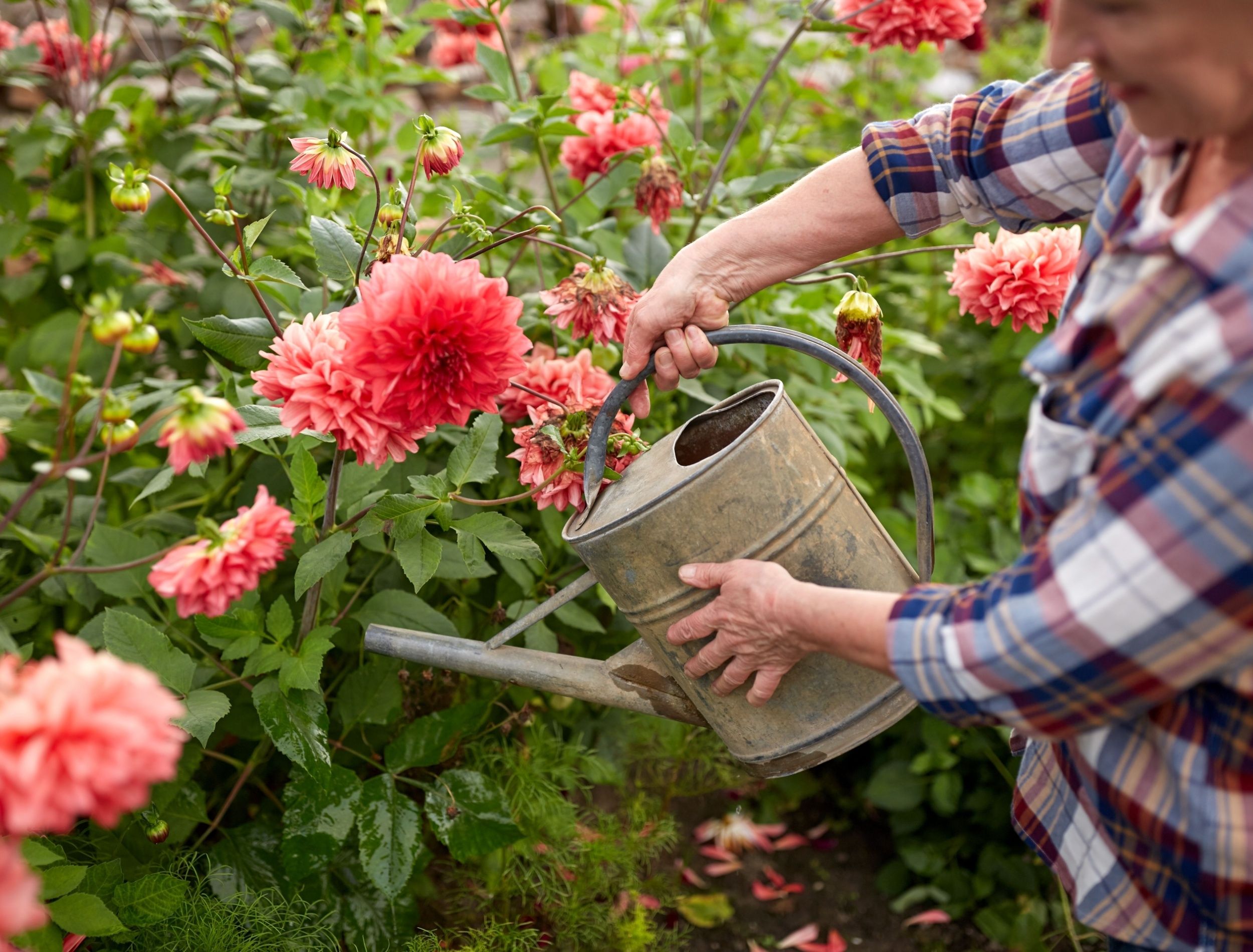 Meet the Daffodahlia: The Perfect Hybrid for a Stunning Garden