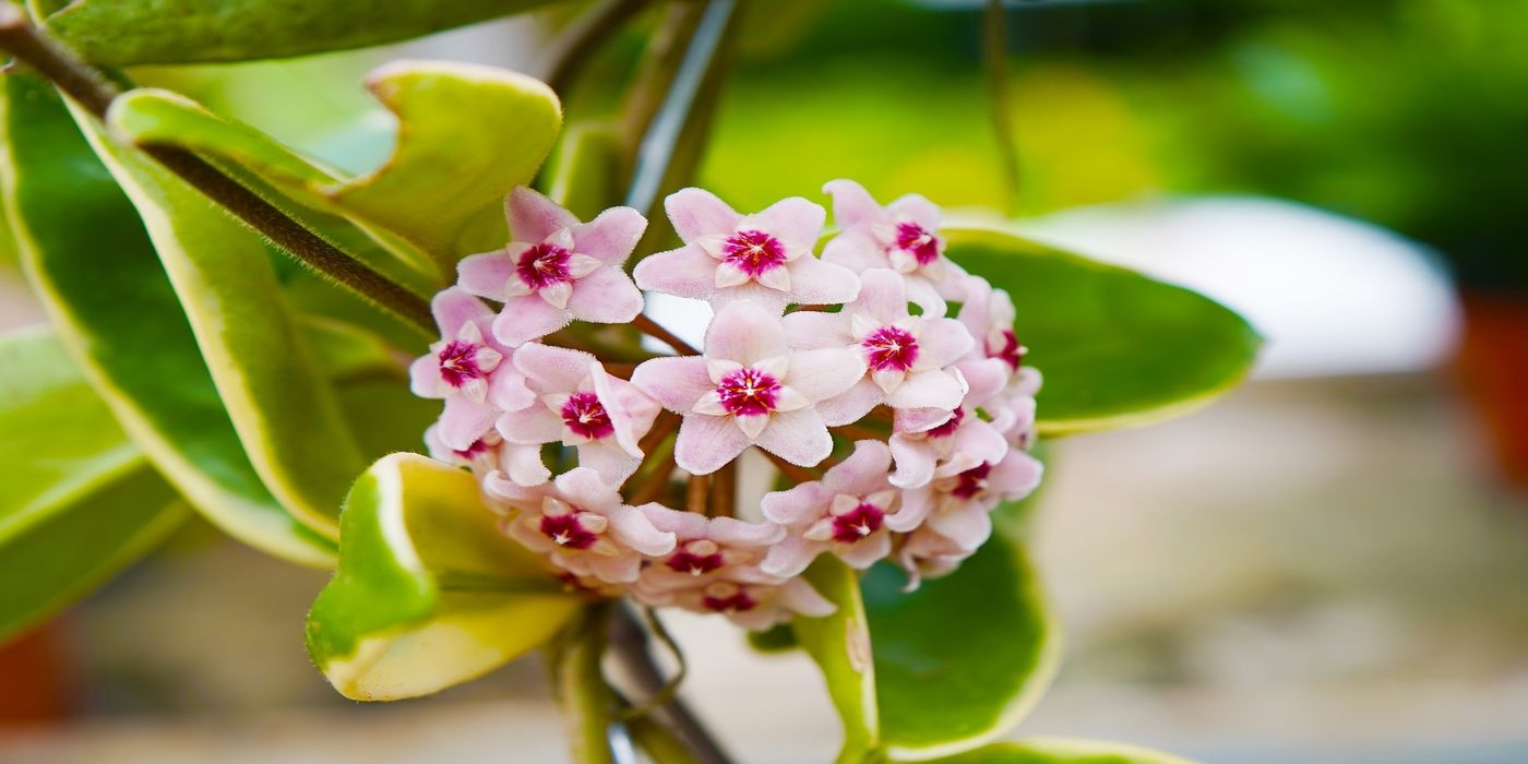 Transform Your Garden with the Trendy Wax Flower