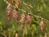 How To Spot And Control Bagworms