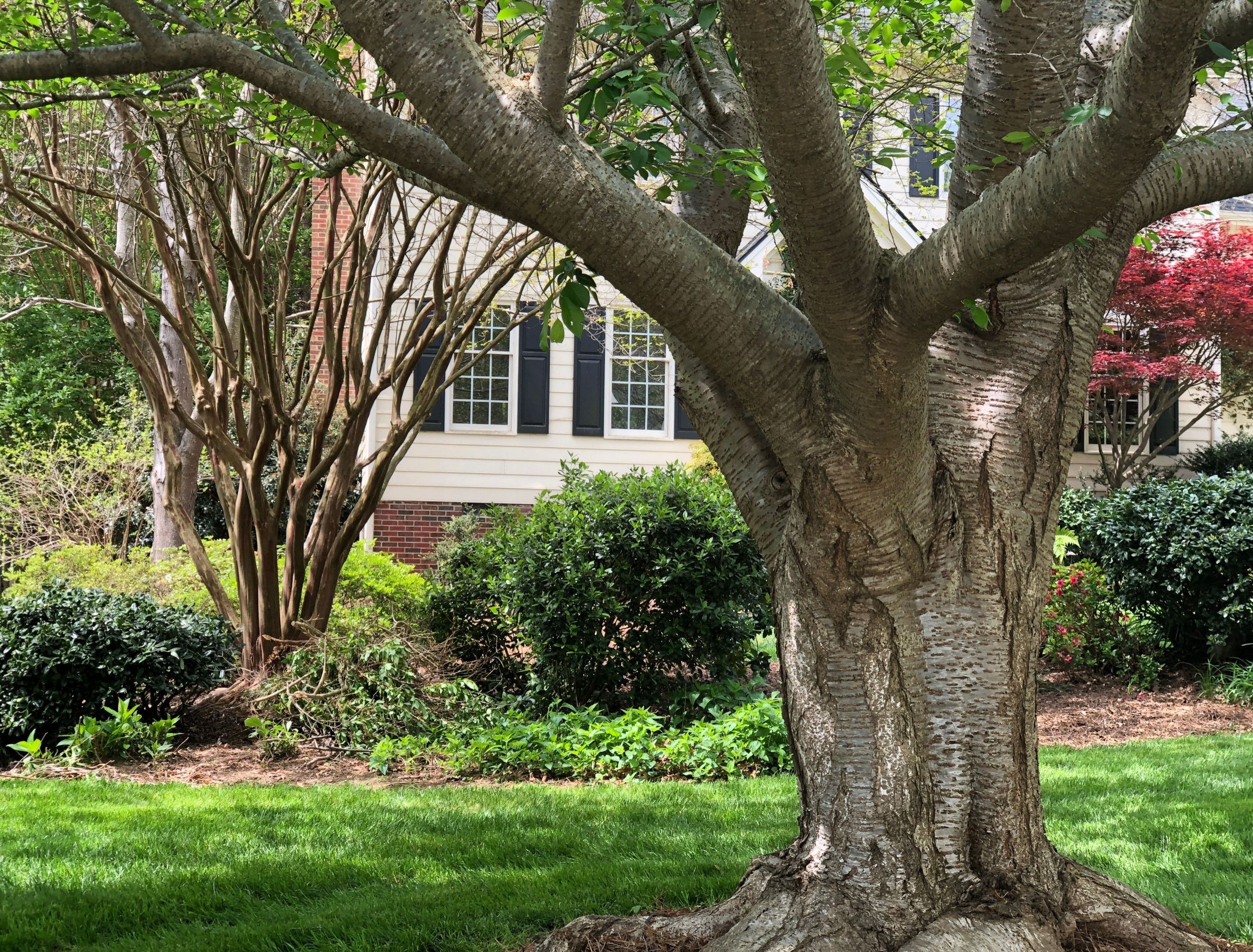 Landscaping Ideas to Protect Your Home Best Practices for Plant Spacing