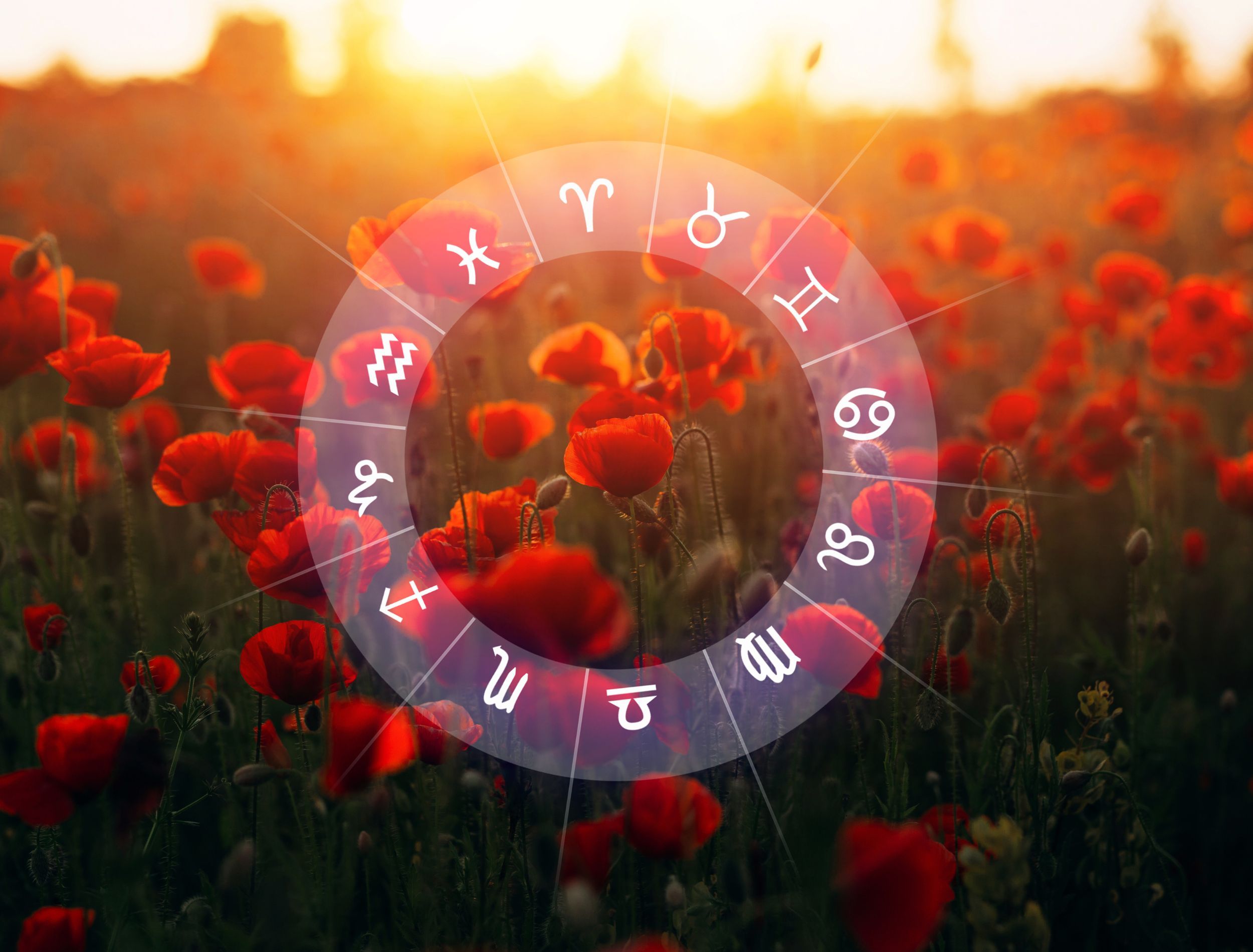 12 Flowers For Every Sign of the Zodiac