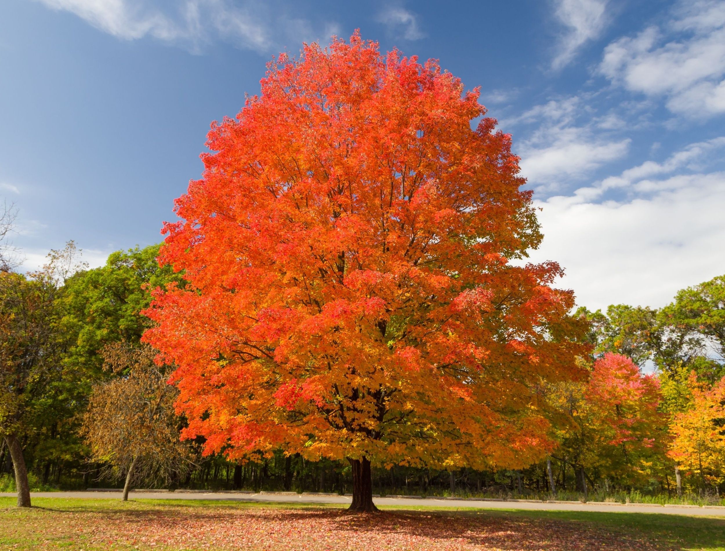 ＊Autumn＊ Vibrant Fall Hues: 6 Plants With the Brightest Seasonal Colors