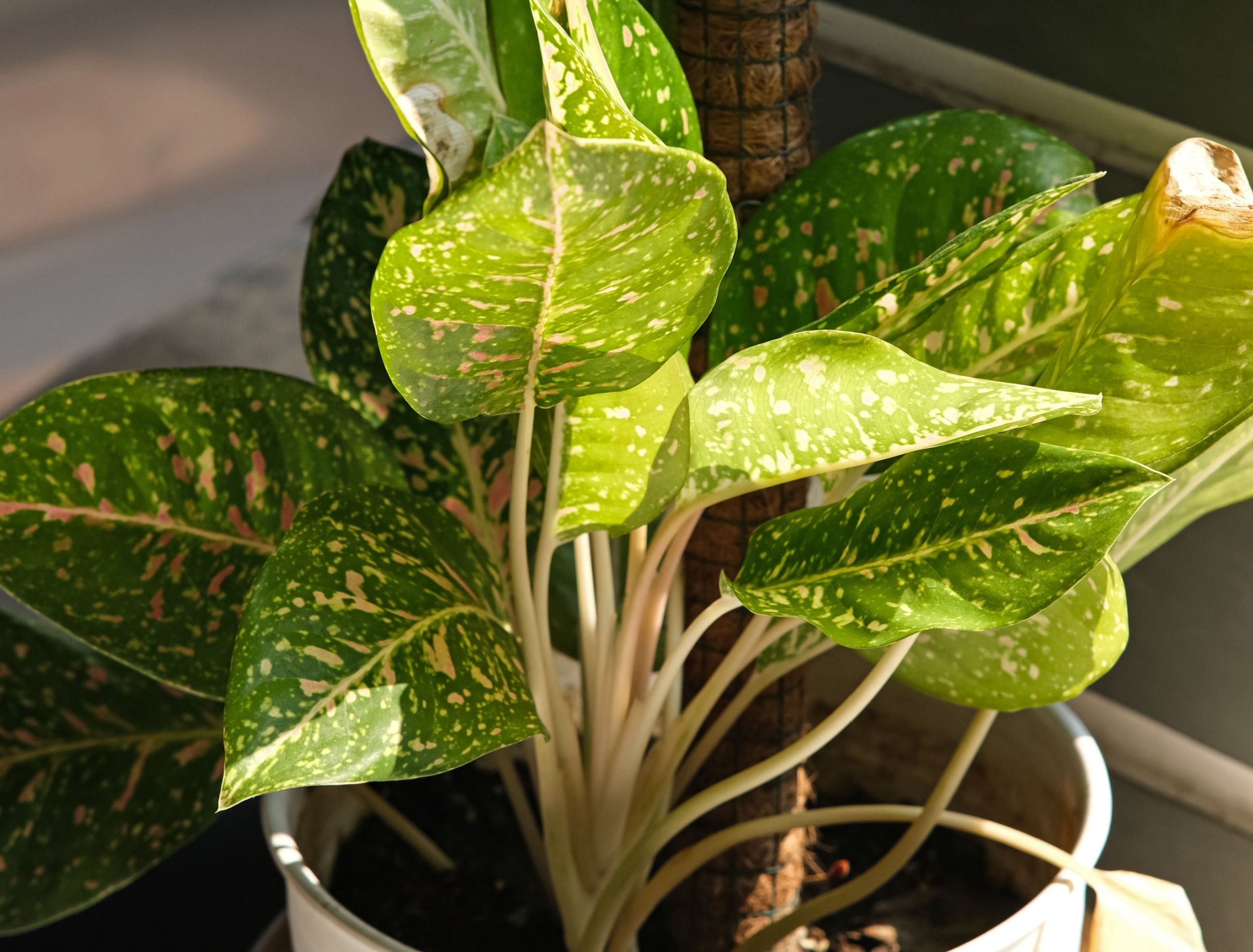 Chinese evergreen houseplant -1