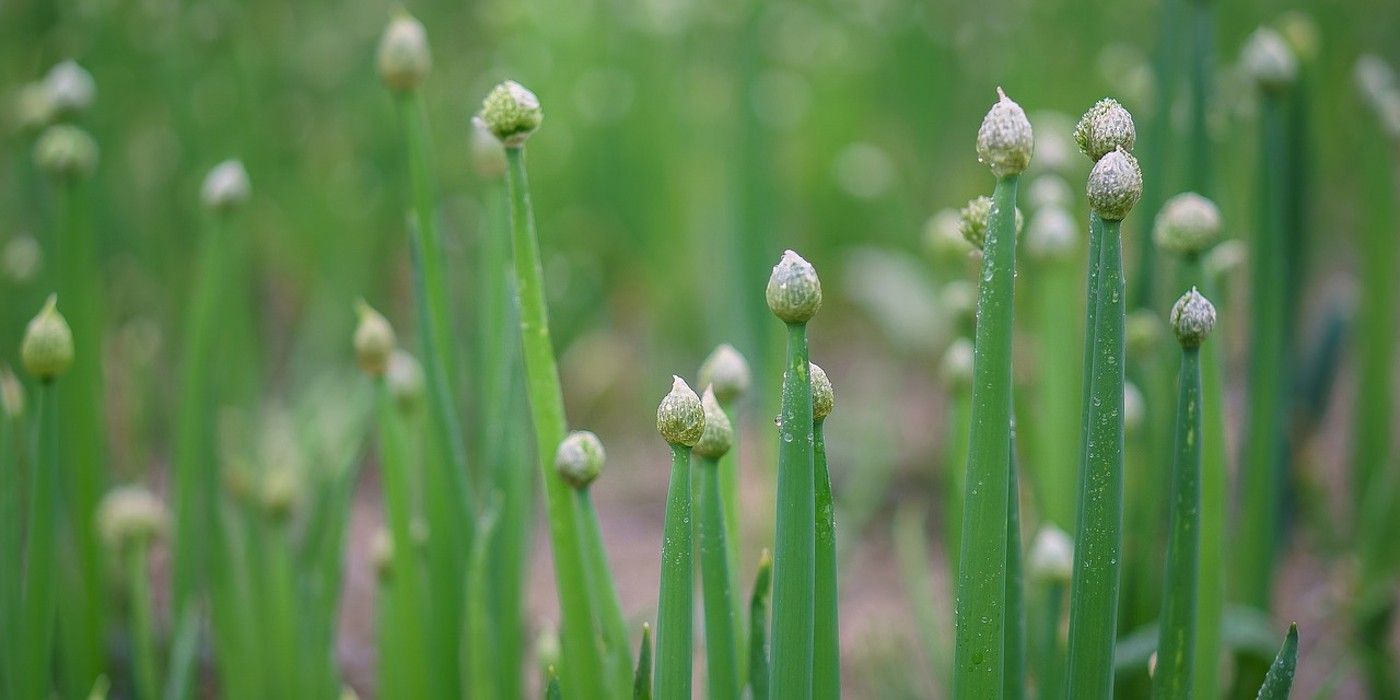 5 ColdTolerant Herbs to Grow in Fall