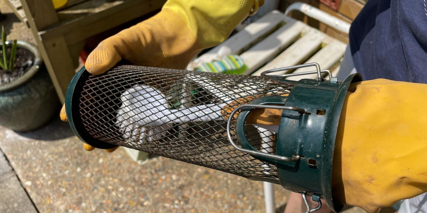 Fall Garden Cleanup Essentials Do’s and Don’ts for an Inviting Space