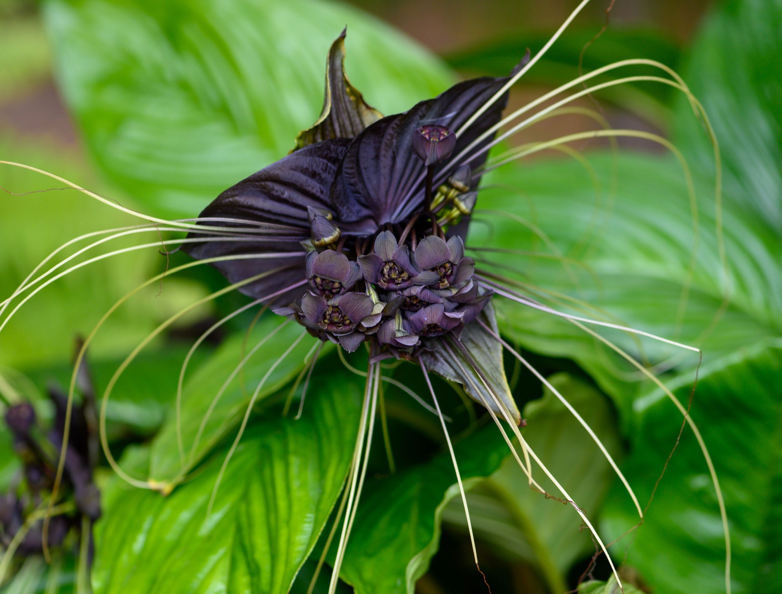 Grow These 5 Spooky Plants for the Ultimate Halloween Garden