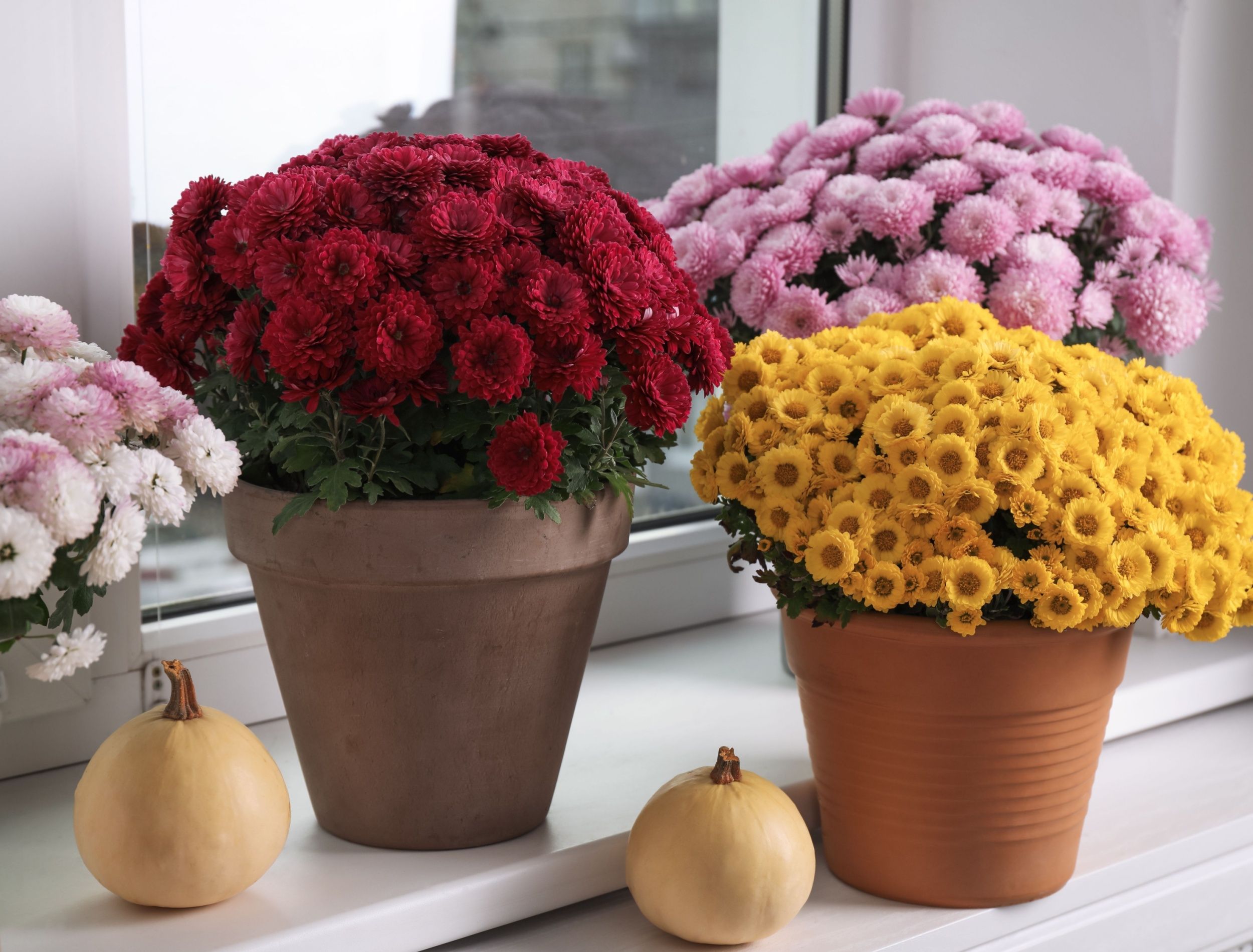 Brighten Your Thanksgiving Table with Fall Colored Flowers