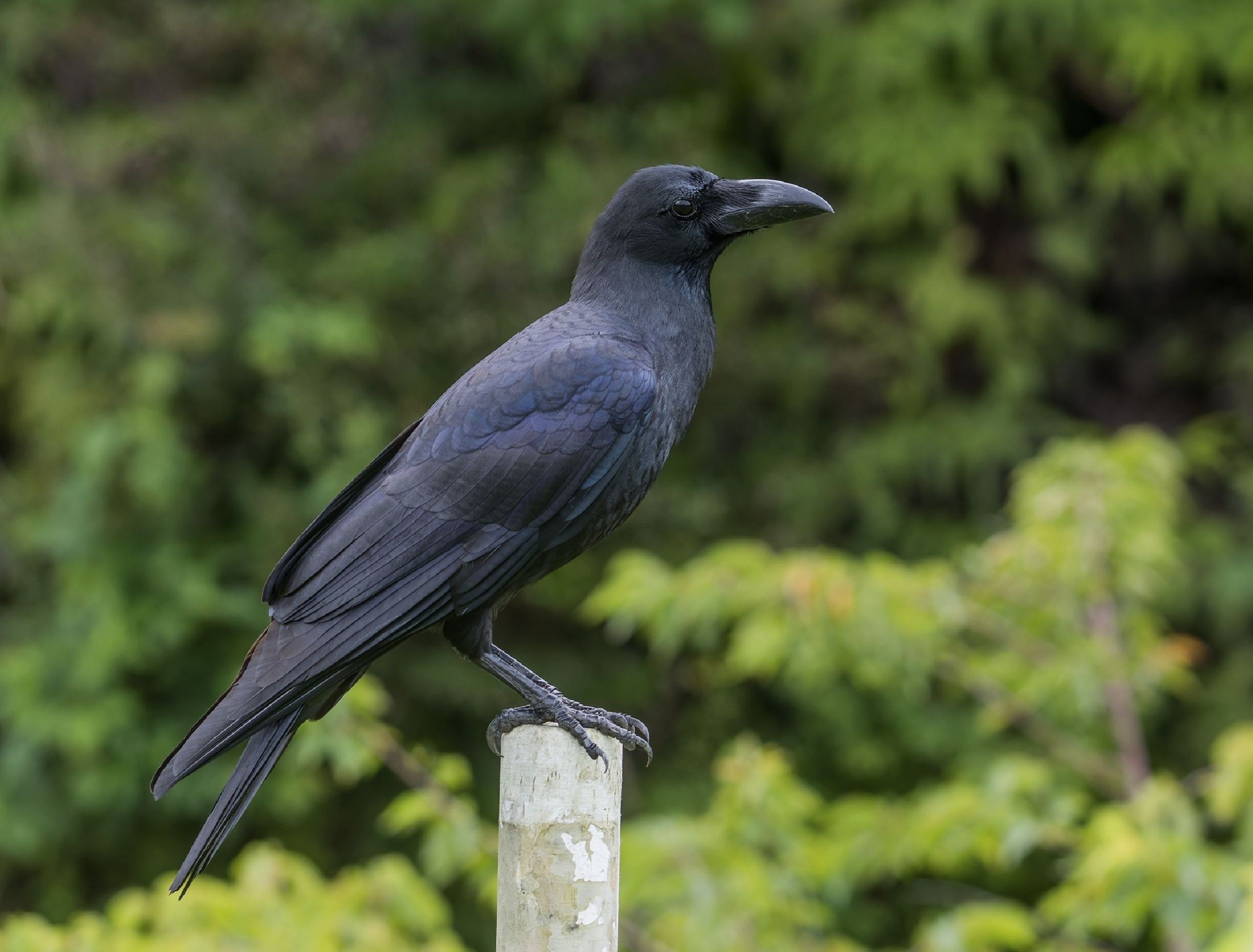garden-crows-are-they-helpful-or-a-nuisance