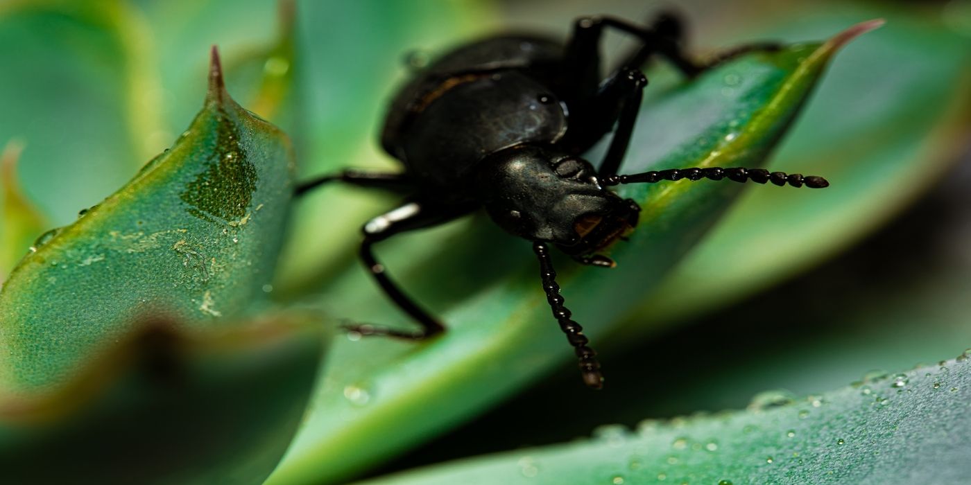 How to Identify, Prevent, and Eliminate Darkling Beetle Infestations