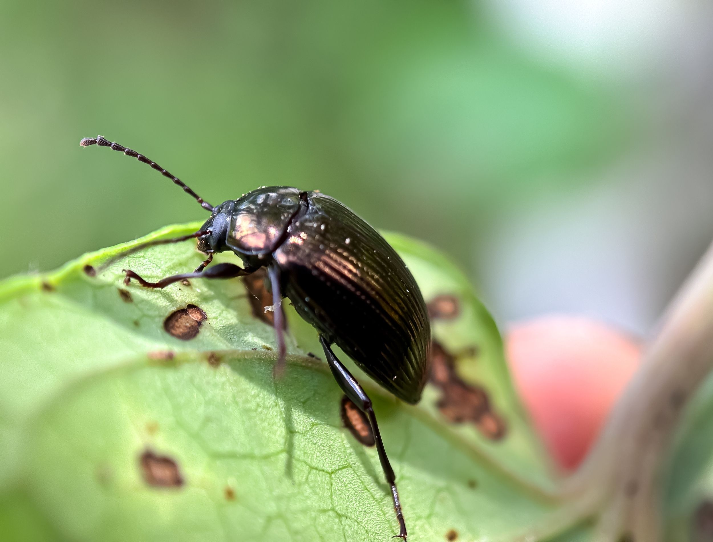 An image of darkling beetle 