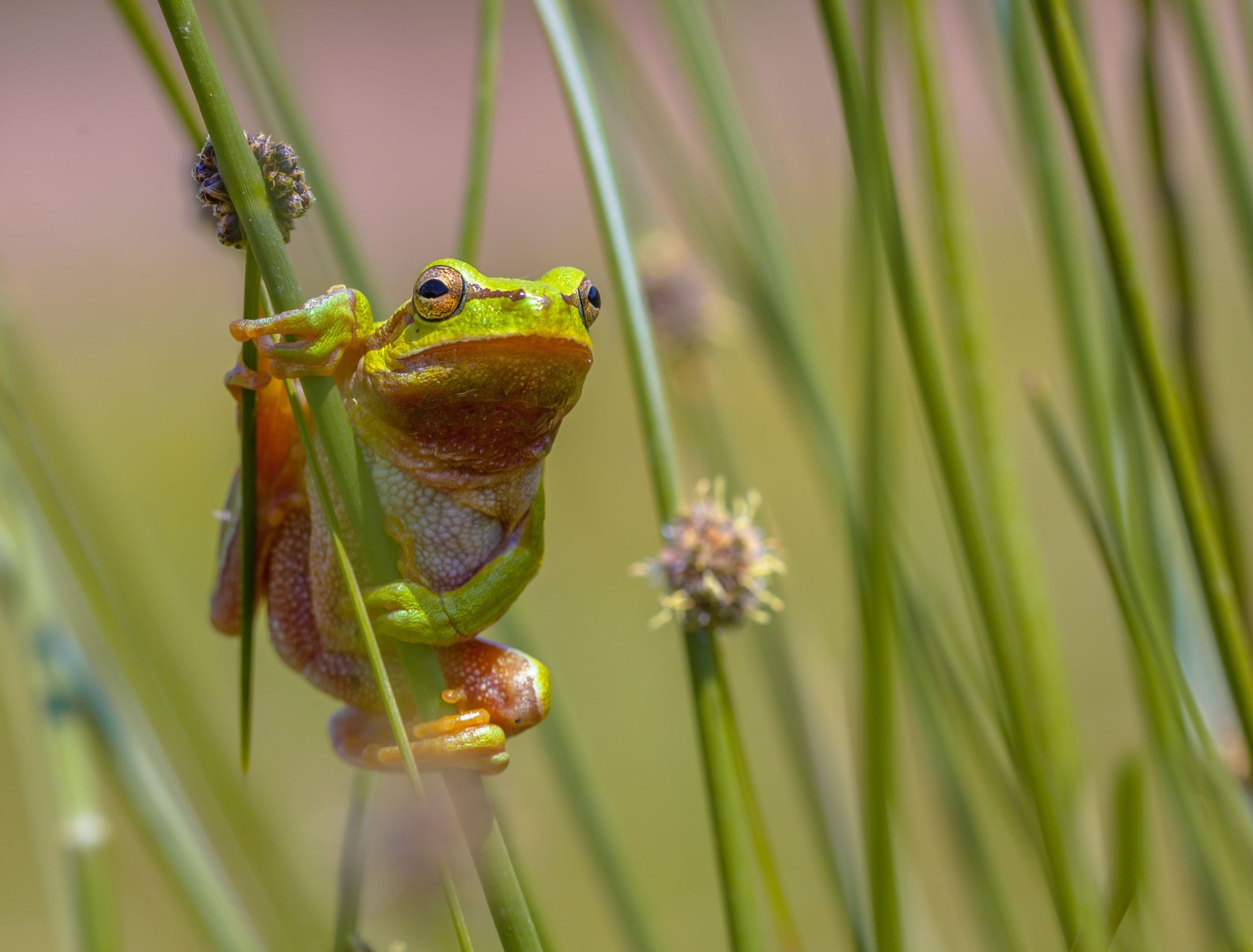 Frog hanging in the garden