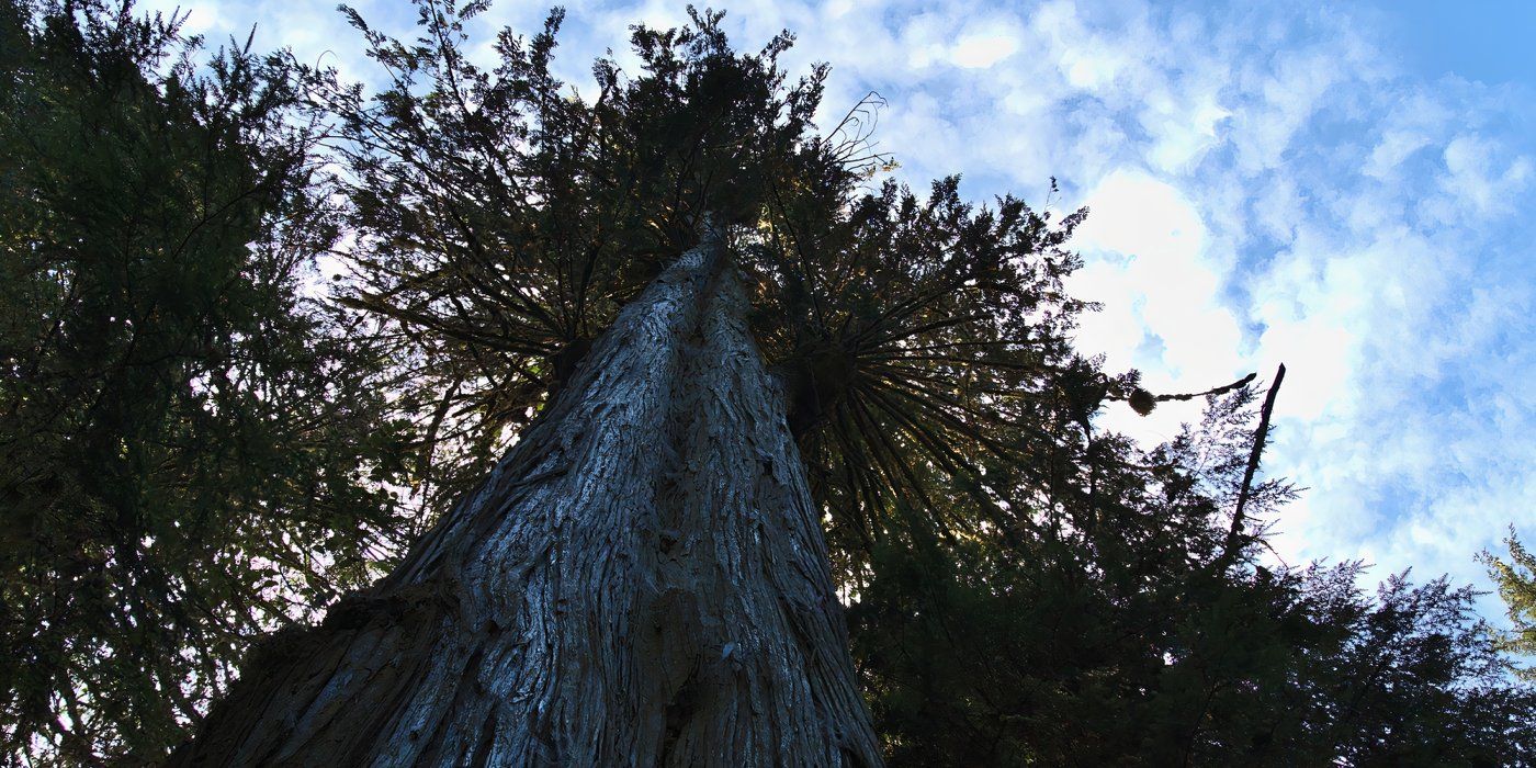 The Tallest Tree on Earth and Worthy Contenders
