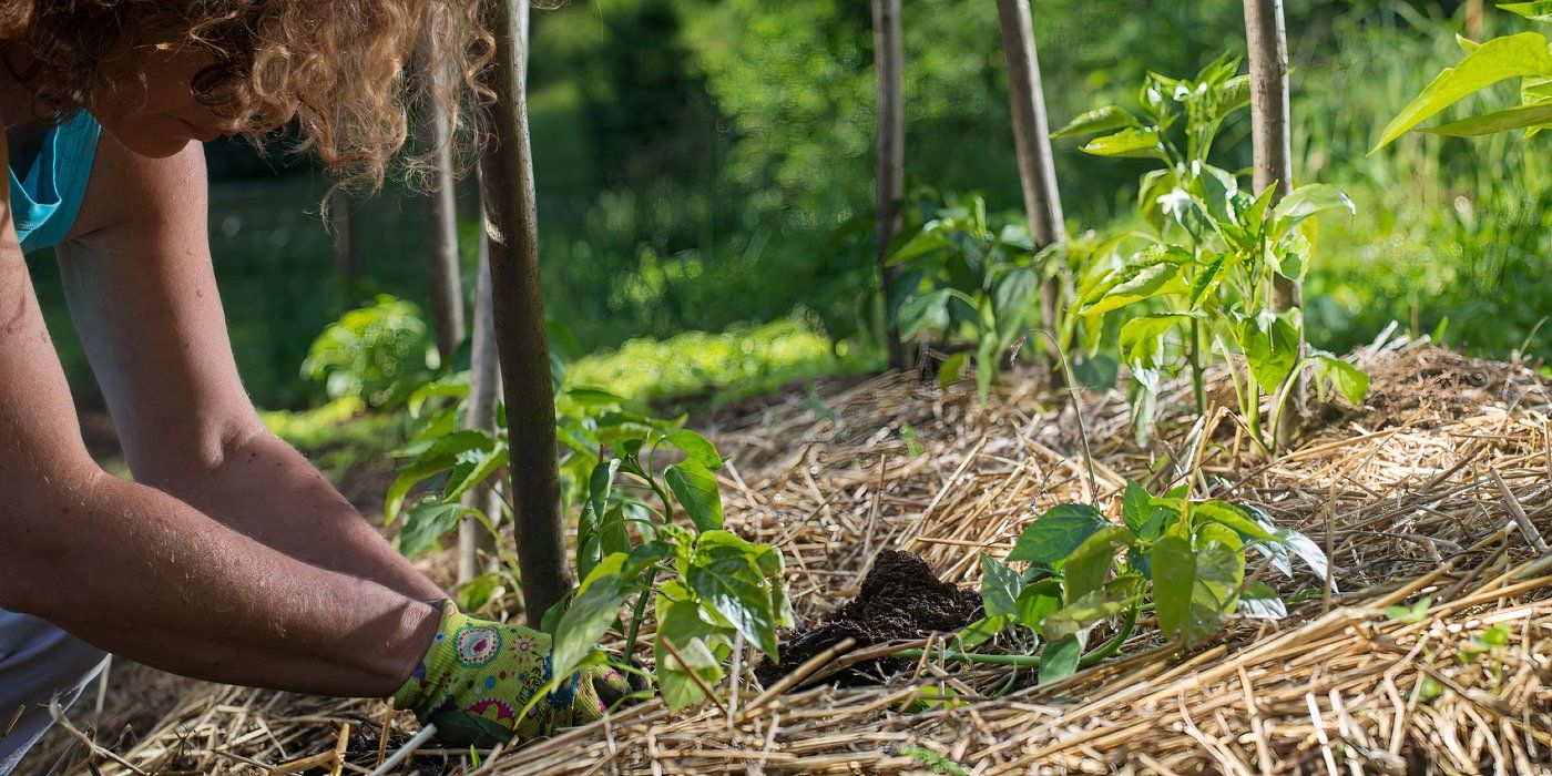 Frost Protection 101 8 Steps for Safeguarding Your Fall Vegetables