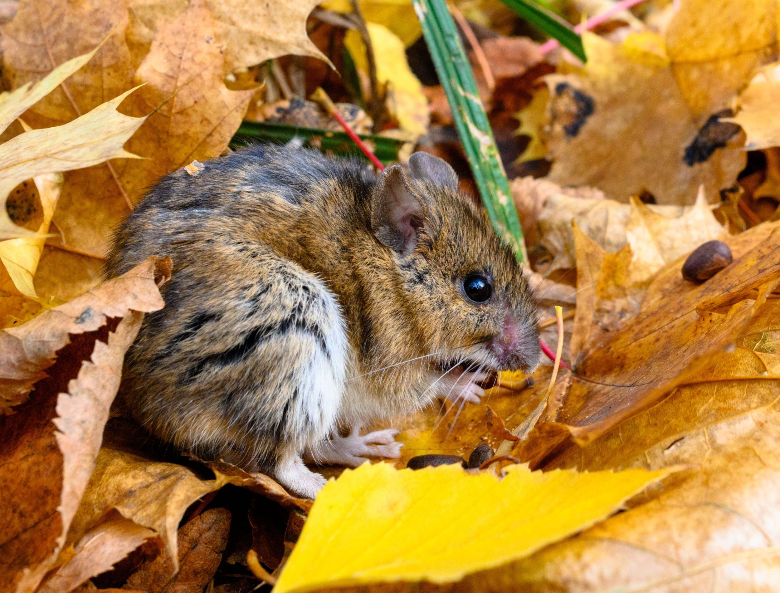 Mouse hiding in fall leaves 