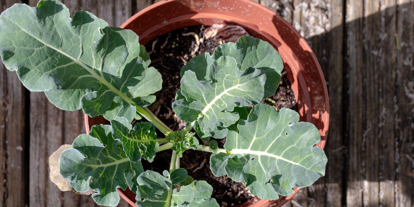 These Vegetables Are Perfect For Containers