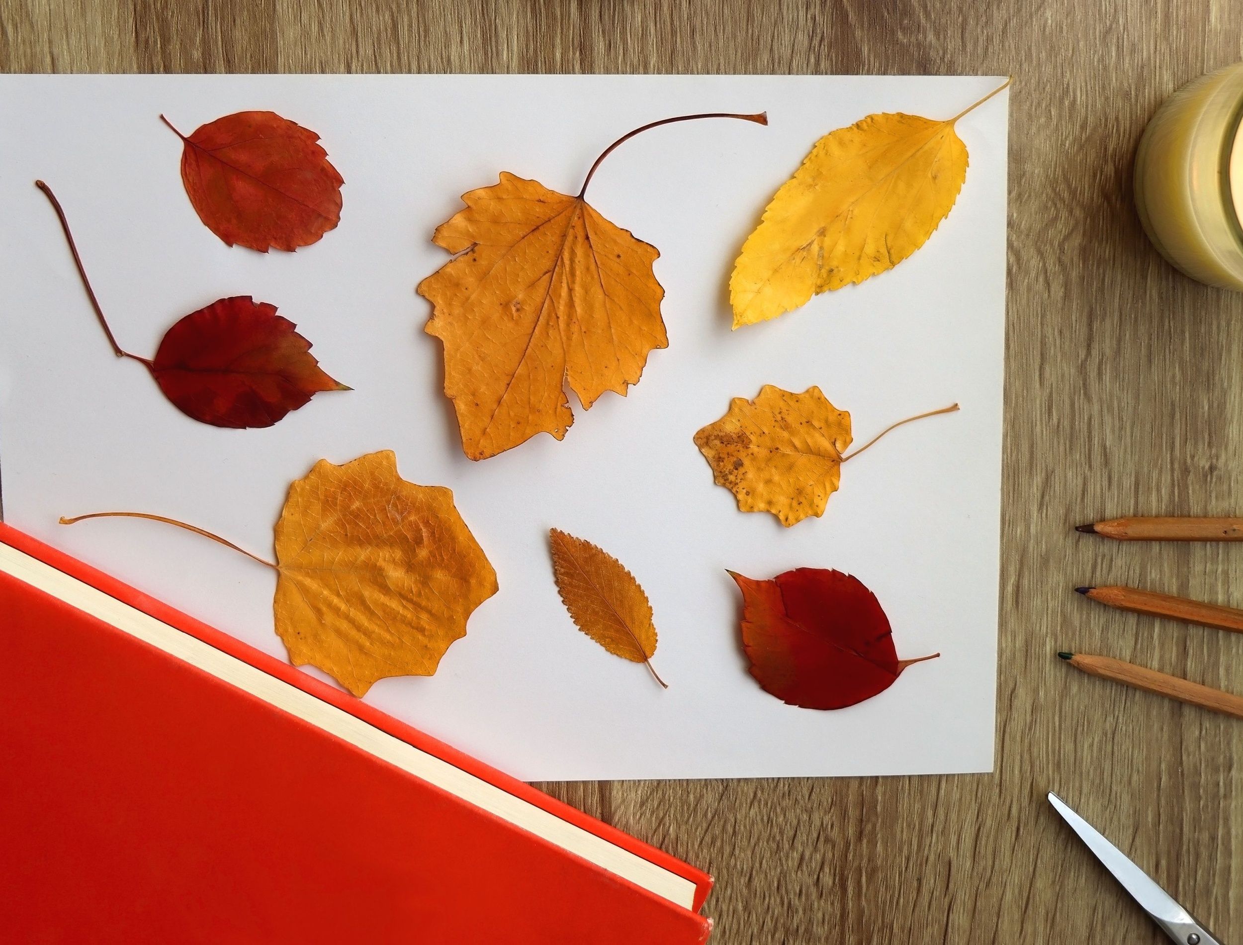 How To Preserve Fall Leaves