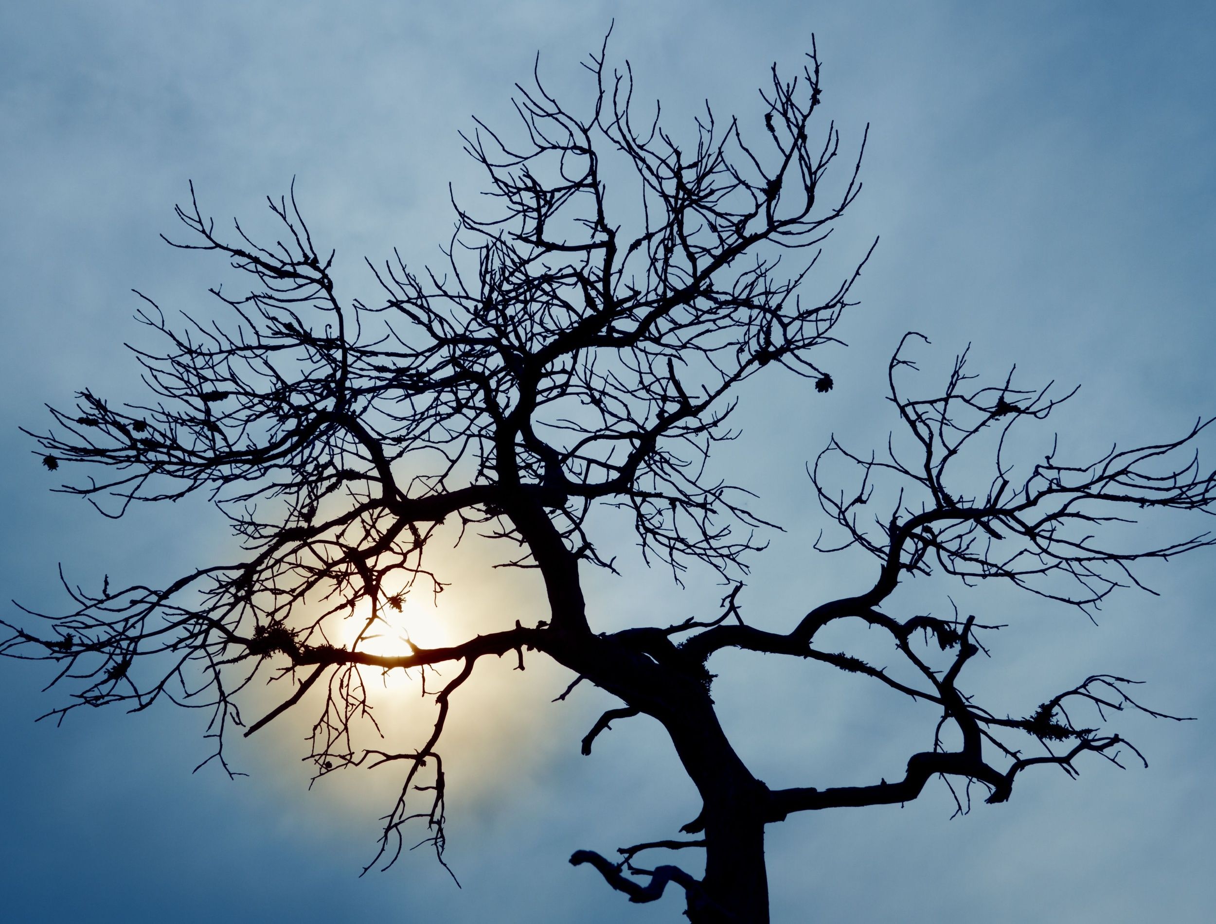 Explore Haunted Witch Trees Worldwide: A Halloween Travel Guide