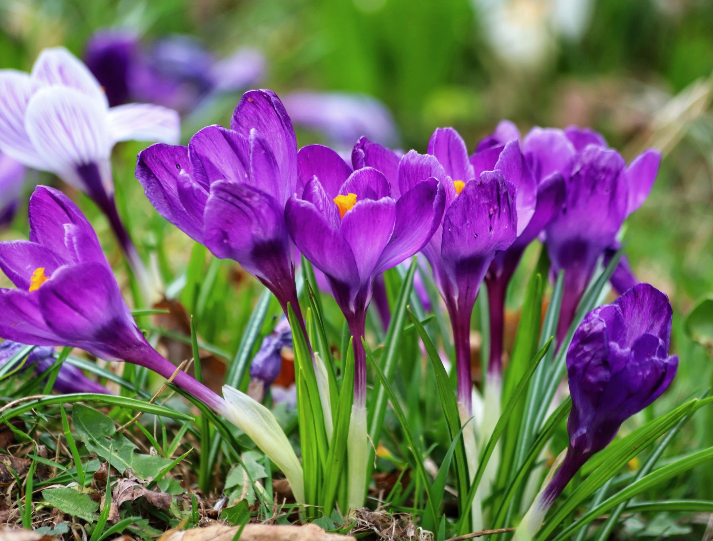 Spring crocus blooms 