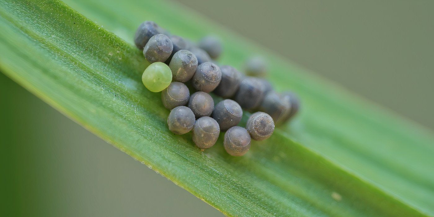 How To Keep Garden Pests Like Stink Bugs Outside This Fall