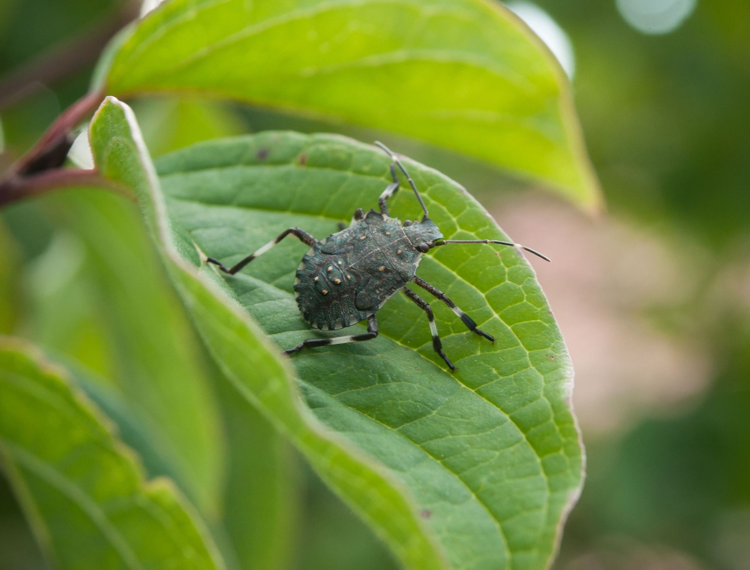 Stink bug sitting on a leaf 