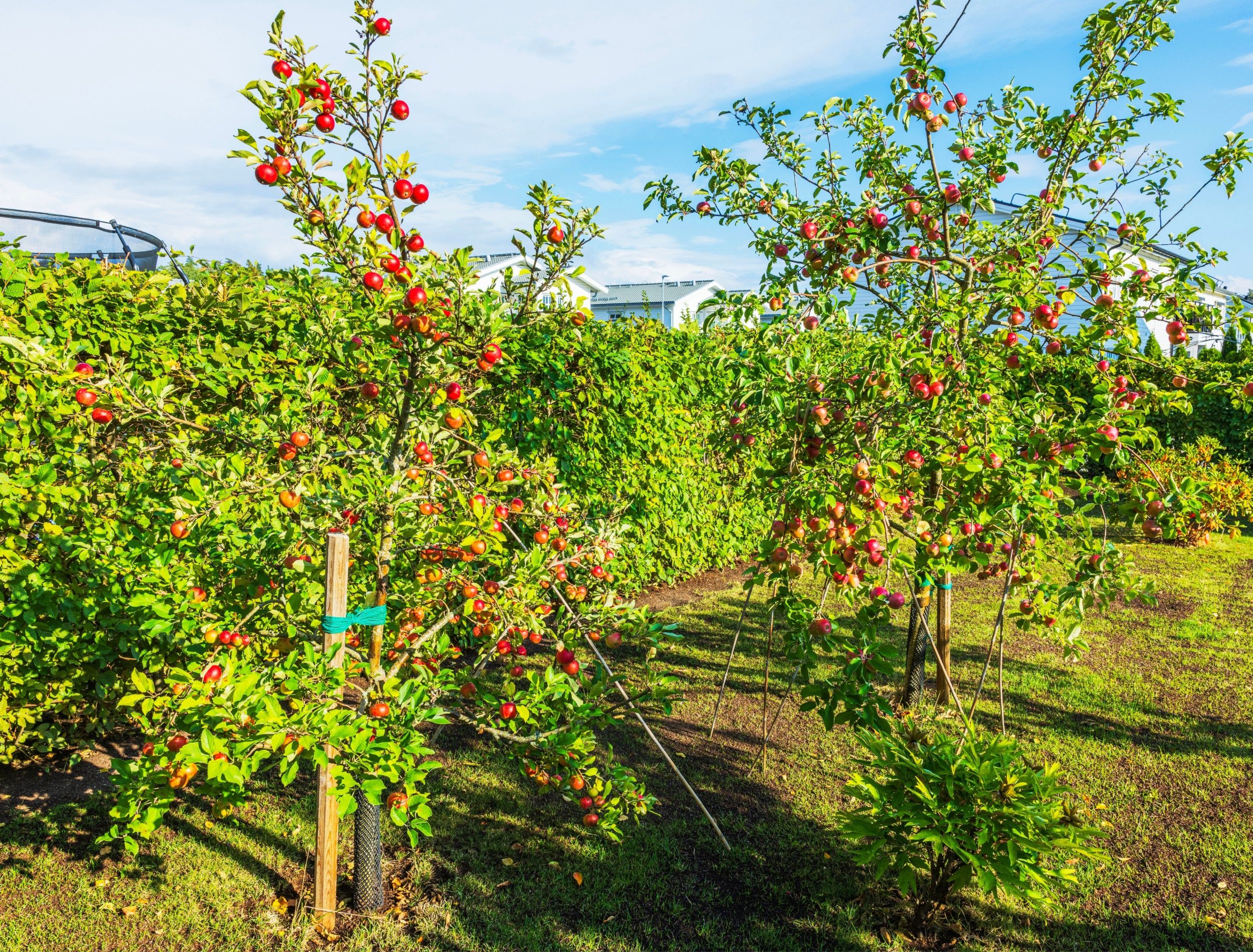 Two apple trees in a backyard orchard 