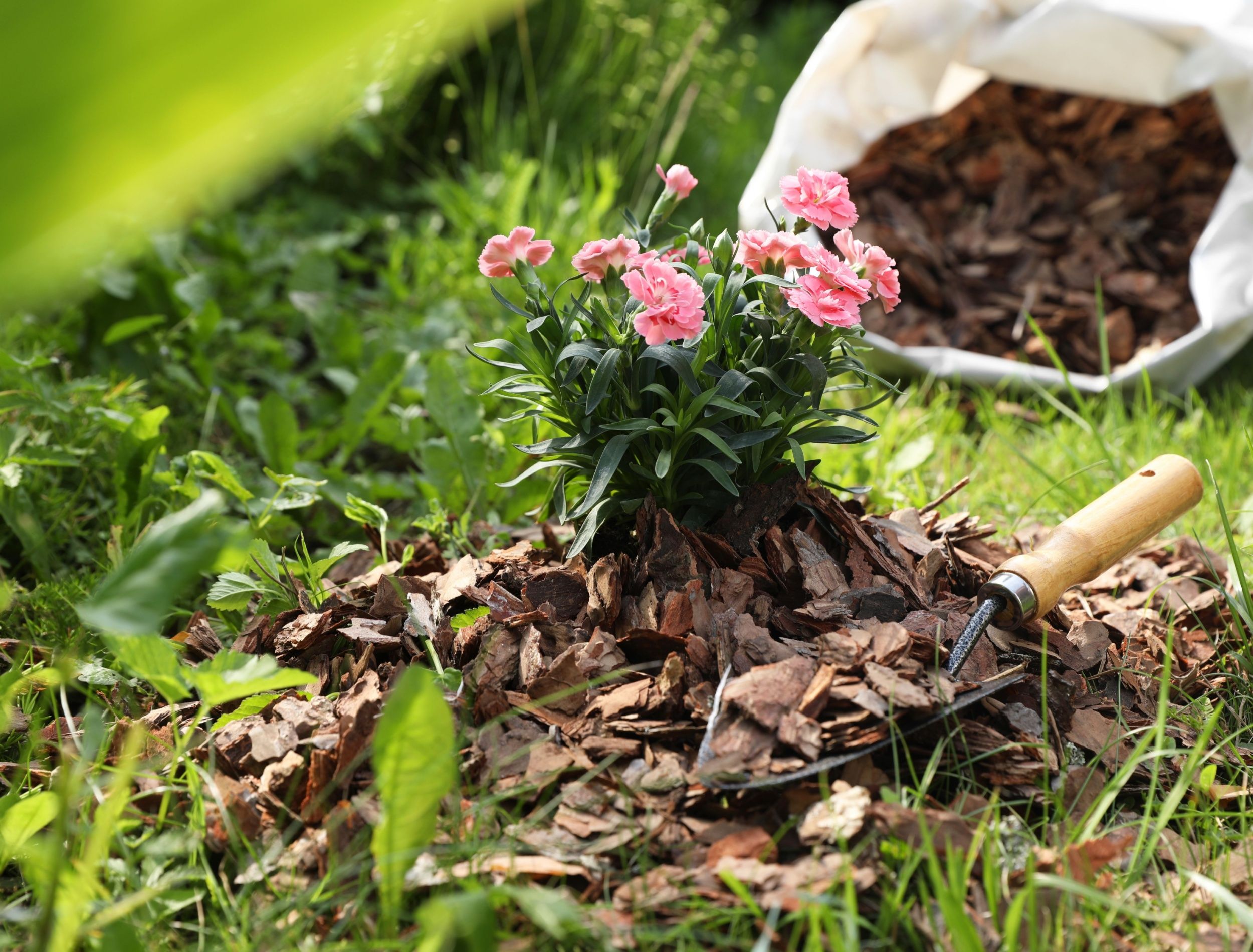 Woodchip mulch in the garden