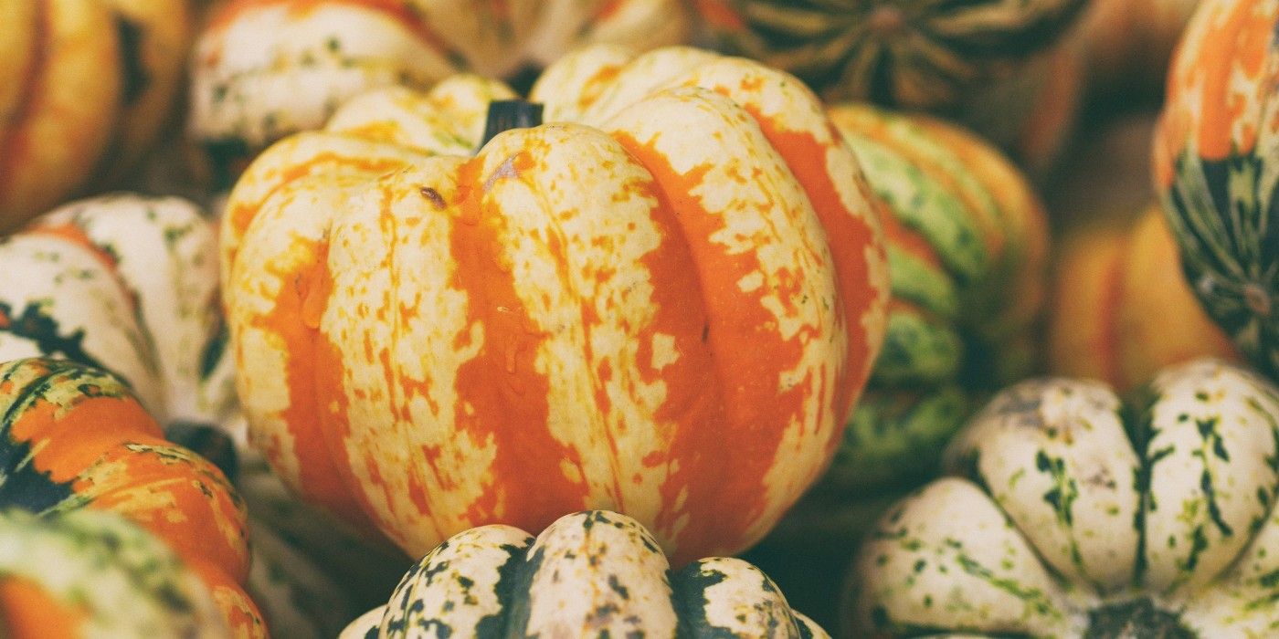6 Squash Varieties for Fall Recipes
