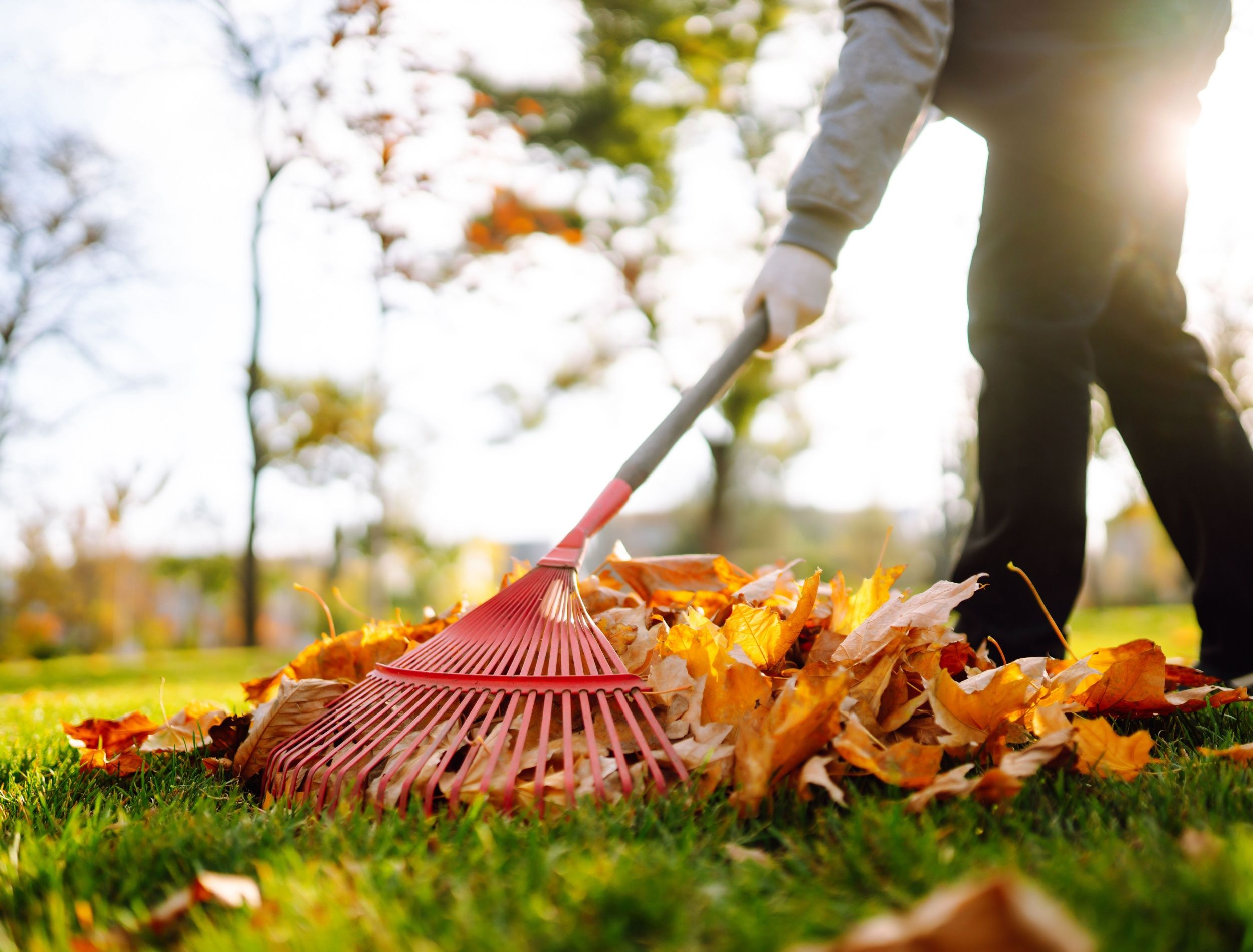 Parts of the Yard Where You Should Clear Fall Leaves