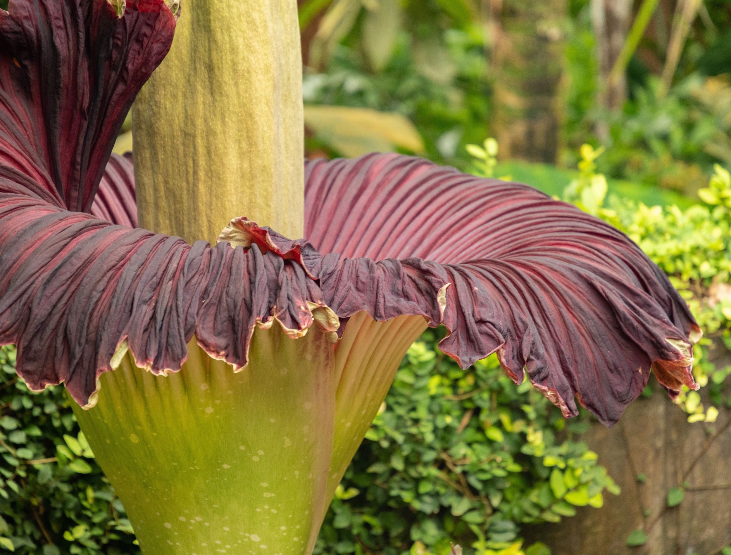 Learn About the Strange Allure of the Flower That Smells Like Death